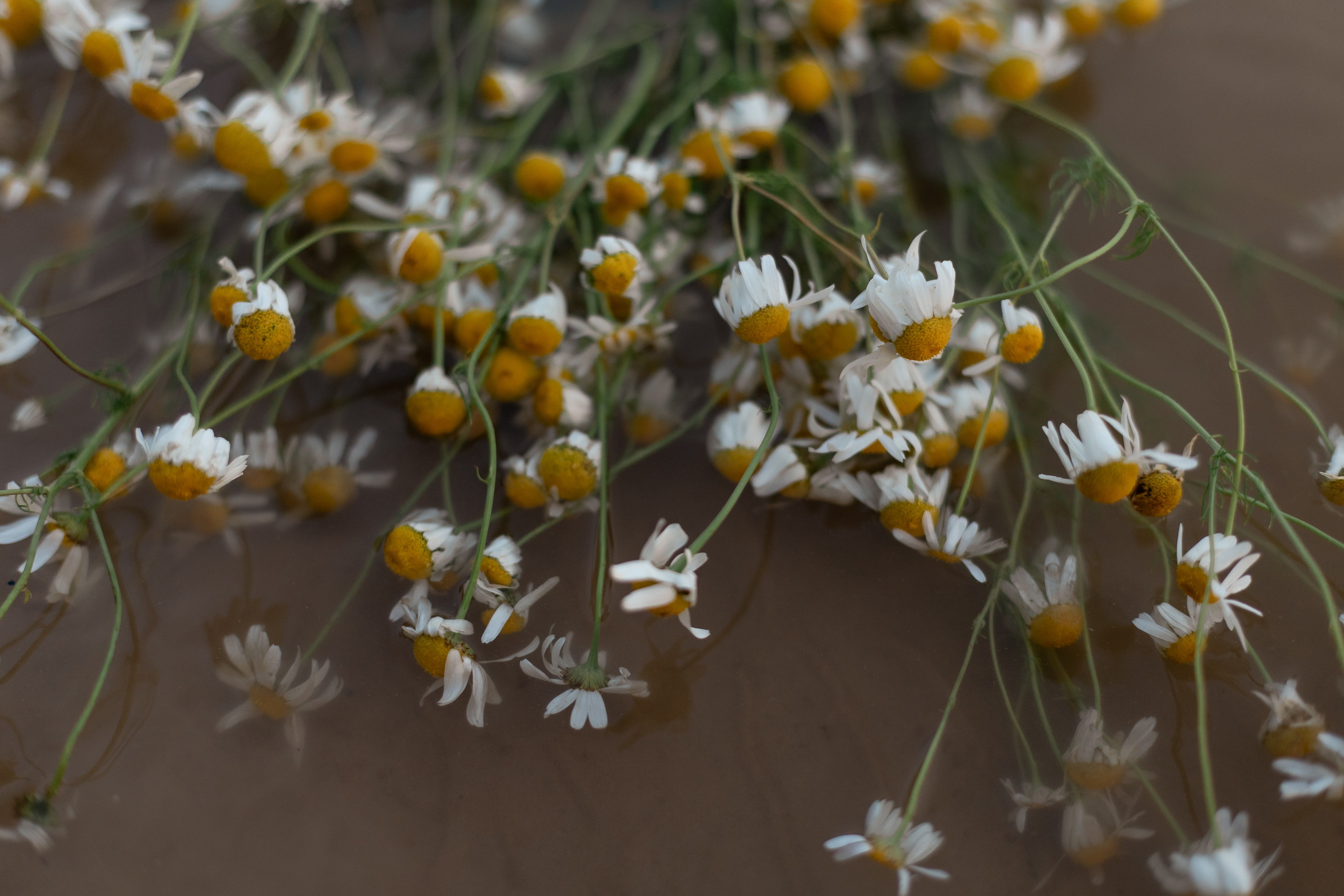 Сьемка ко дню Ивана Купалы. Свадебный и семейный фотограф Спб Бошман Ирина