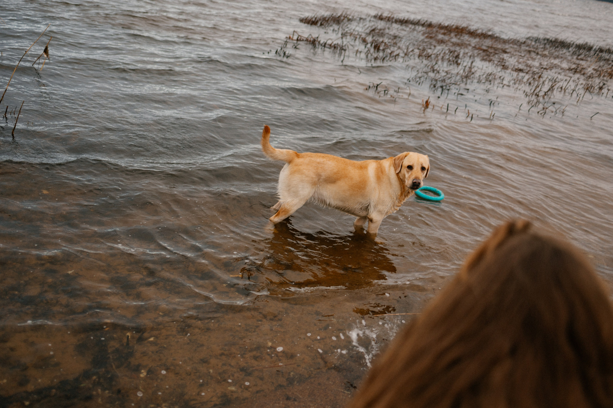 Ирина и Бася. Фотограф — Анималист | Санкт-Петербург
