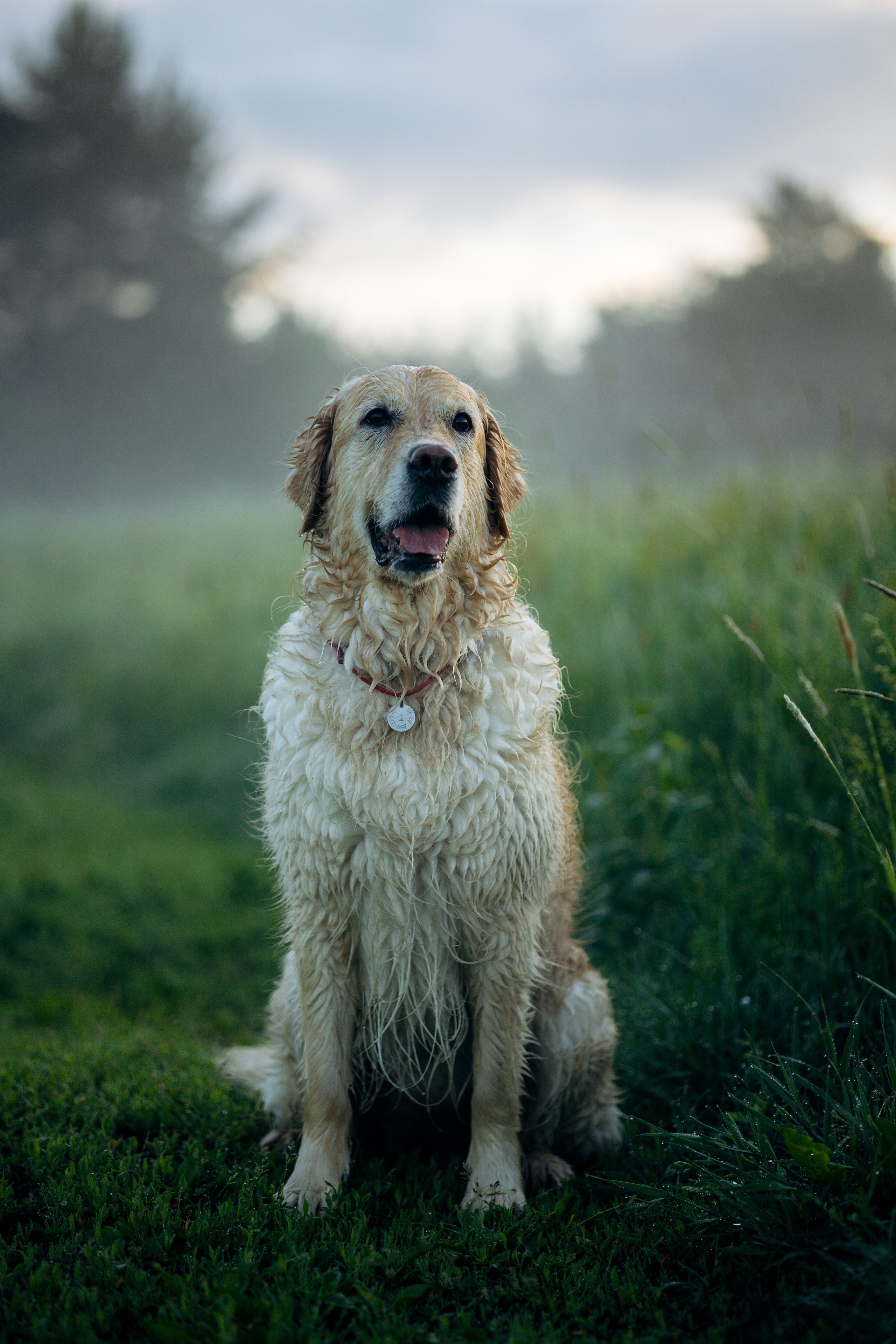 Юля и Руби. Фотограф — Анималист | Санкт-Петербург