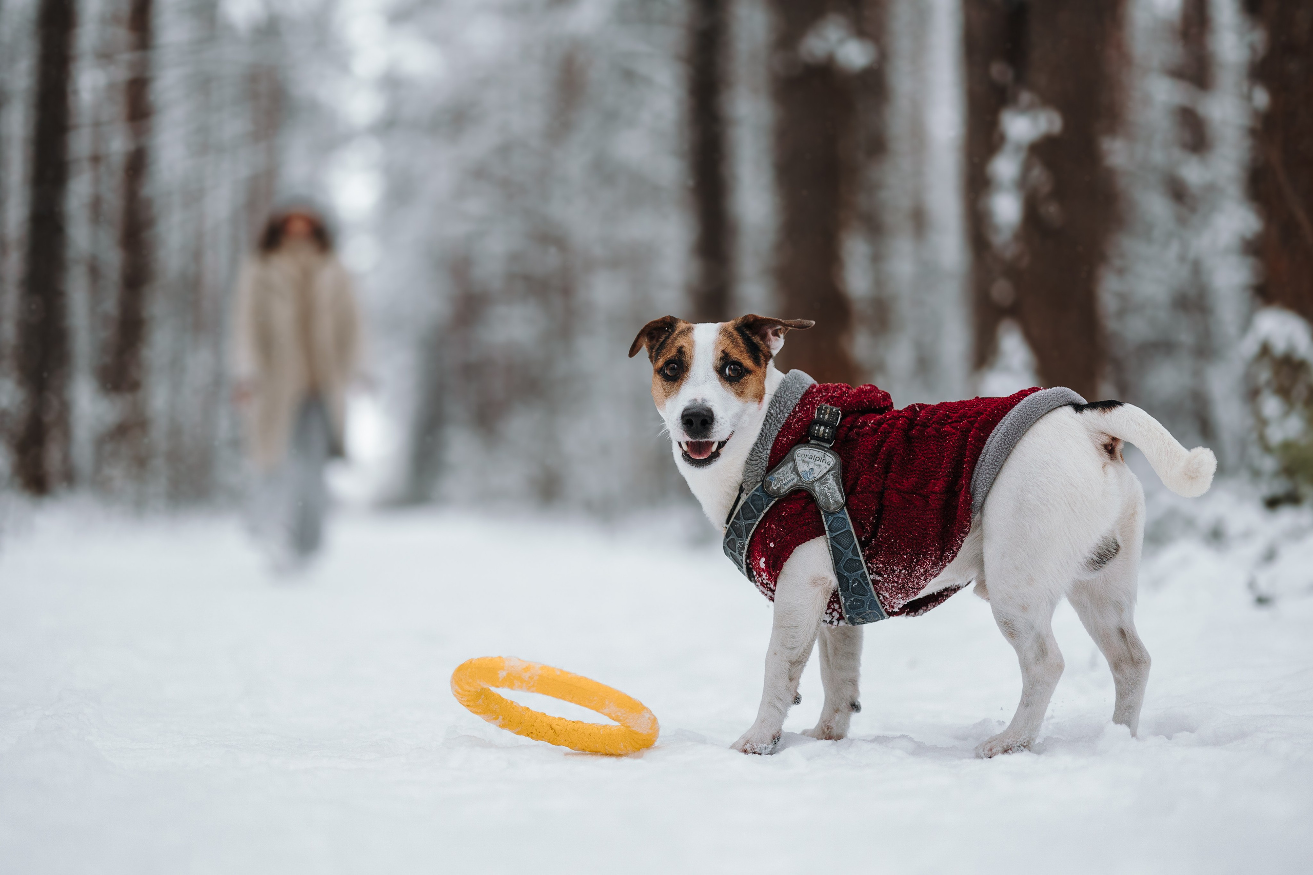 Мики и его семья. Фотограф — Анималист | Санкт-Петербург