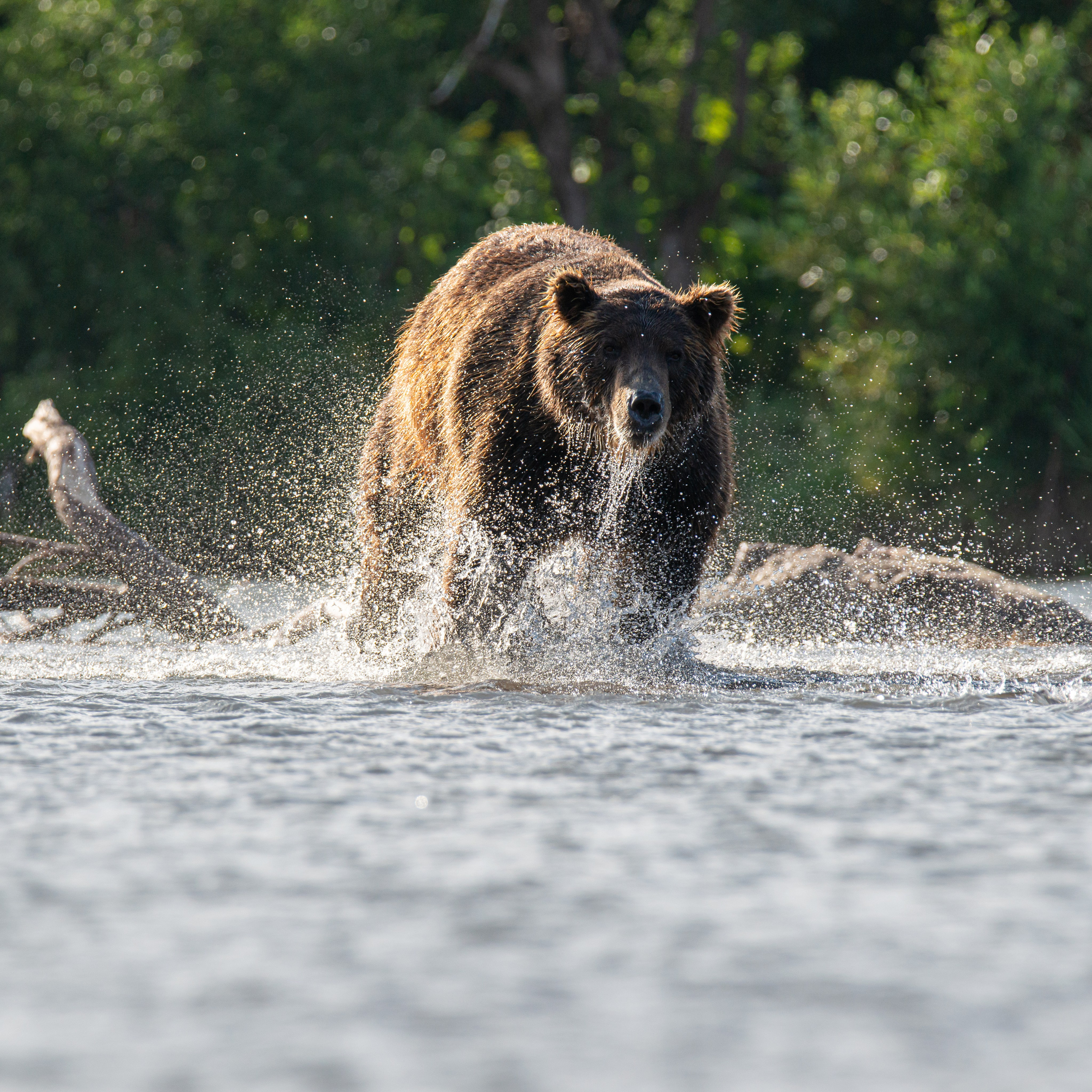 Камчатка — земля медведей. Игорь Иванко — Репортажный и событийный фотограф. Москва