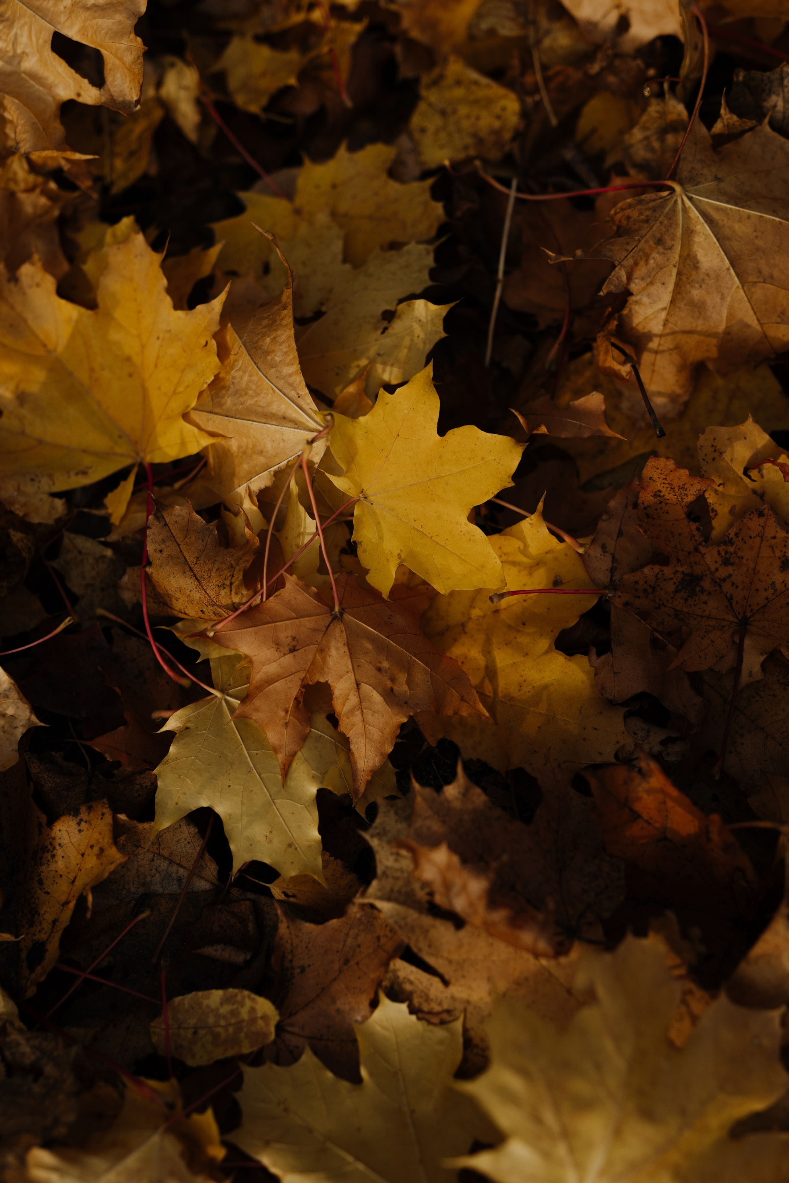 Свадьба Никиты и Марии. Фотограф Кольчугино/Владимир/Москва Елизавета Иода