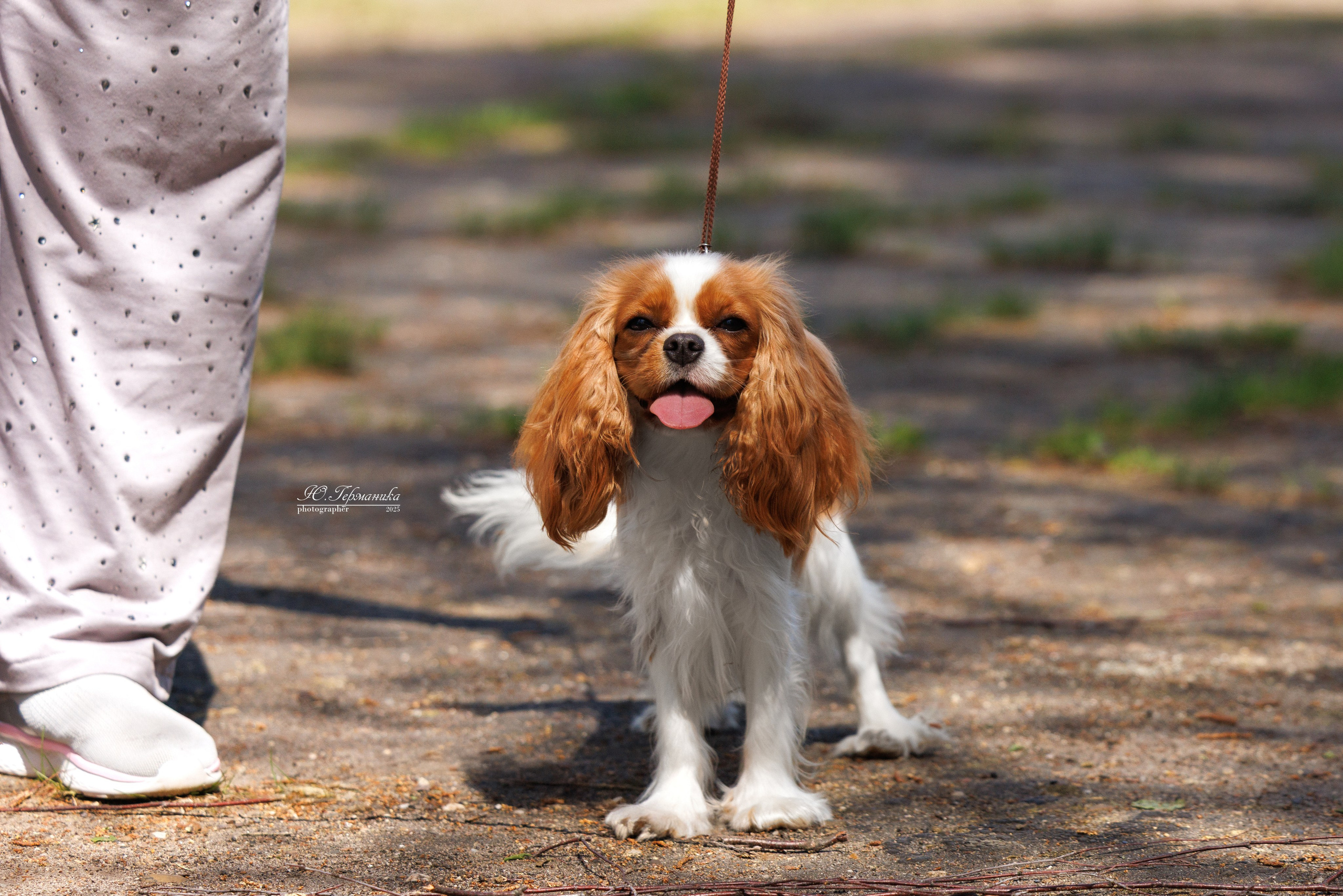 Тверь 24.05.2025. Фотограф-анималист Юлия Германика