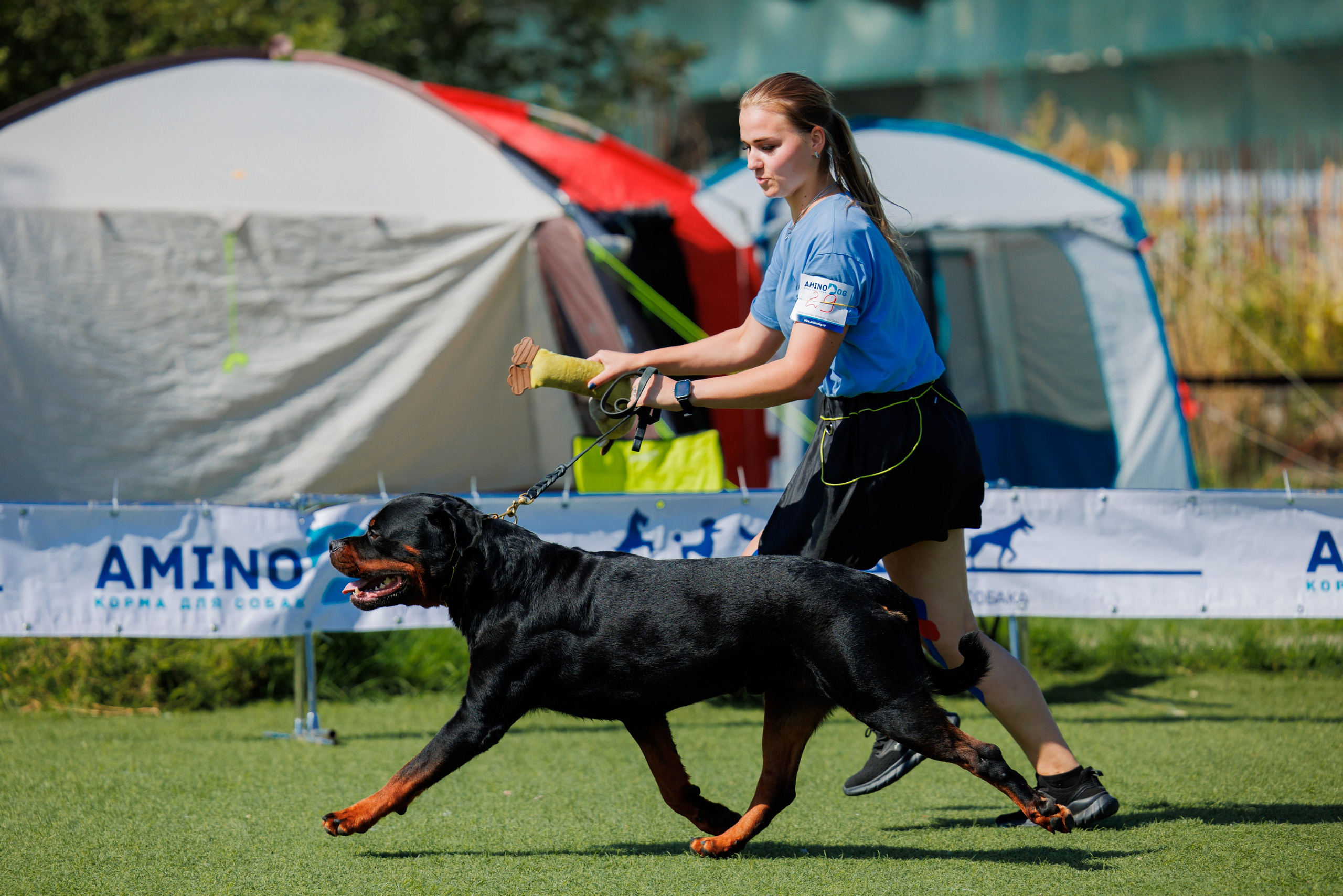 Анапа ротвейлеры 14-15.09.2024. Фотограф-анималист Юлия Германика