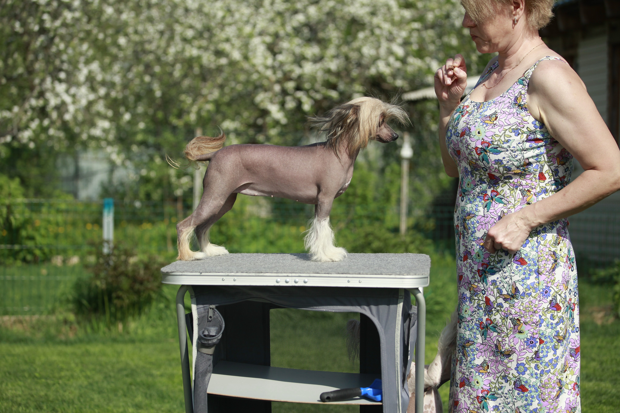 Фотосессия в Show Galaktika. Питомник китайских хохлатых собак Poale Ell: купить щенка в питомнике
