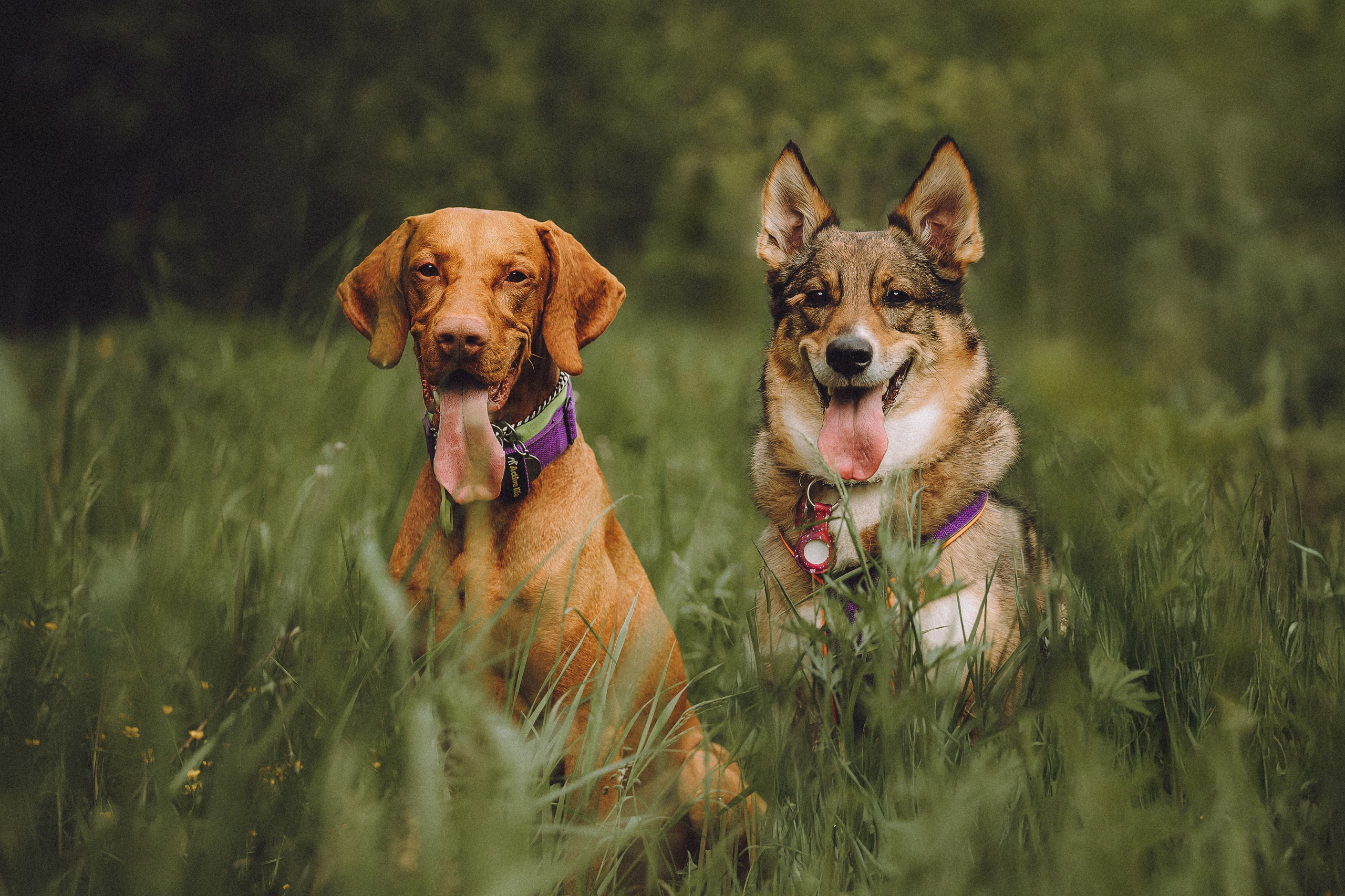 Груша, Данни, Фунтик и их семья