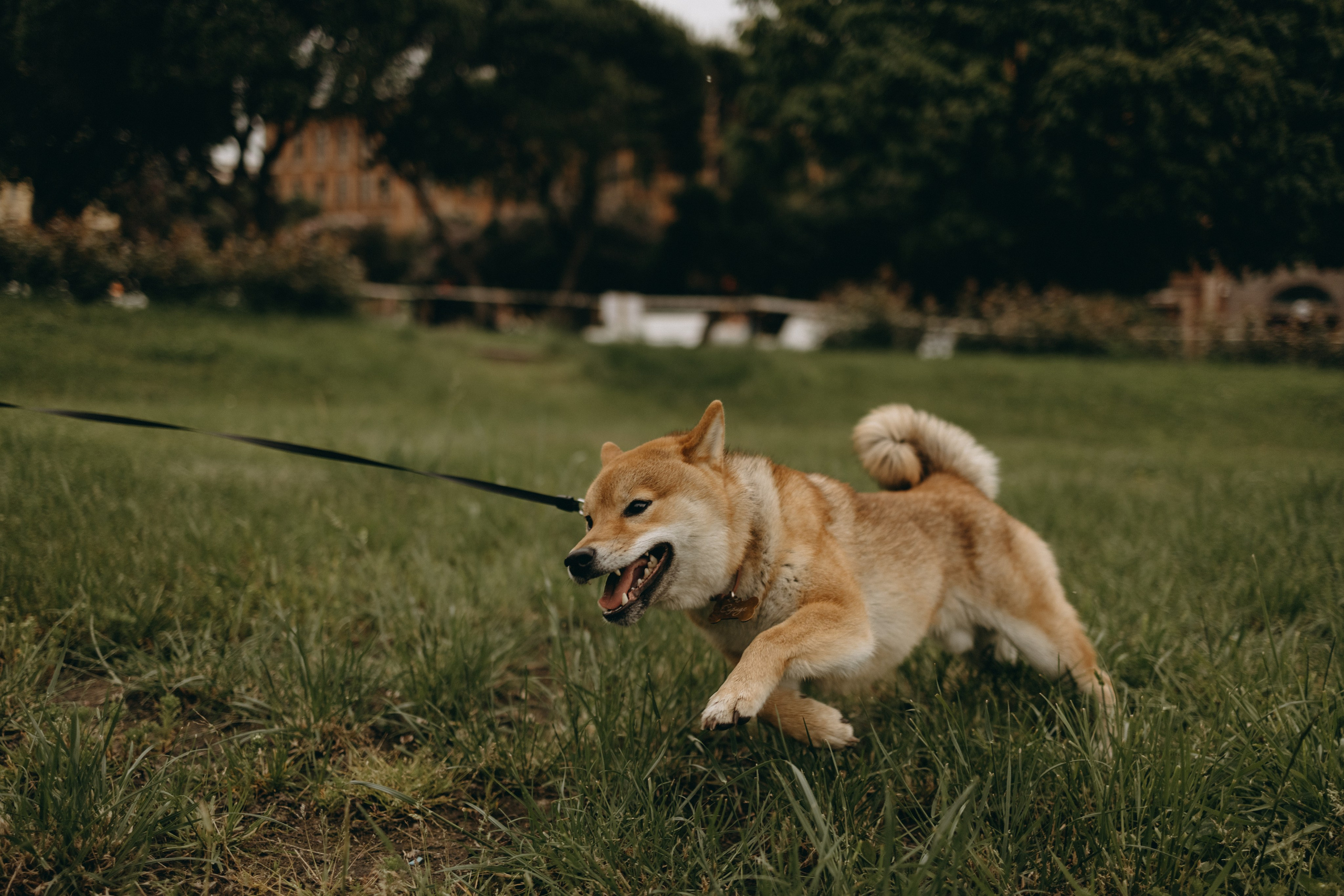 Сириус и его семья. Фотограф — Анималист | Санкт-Петербург