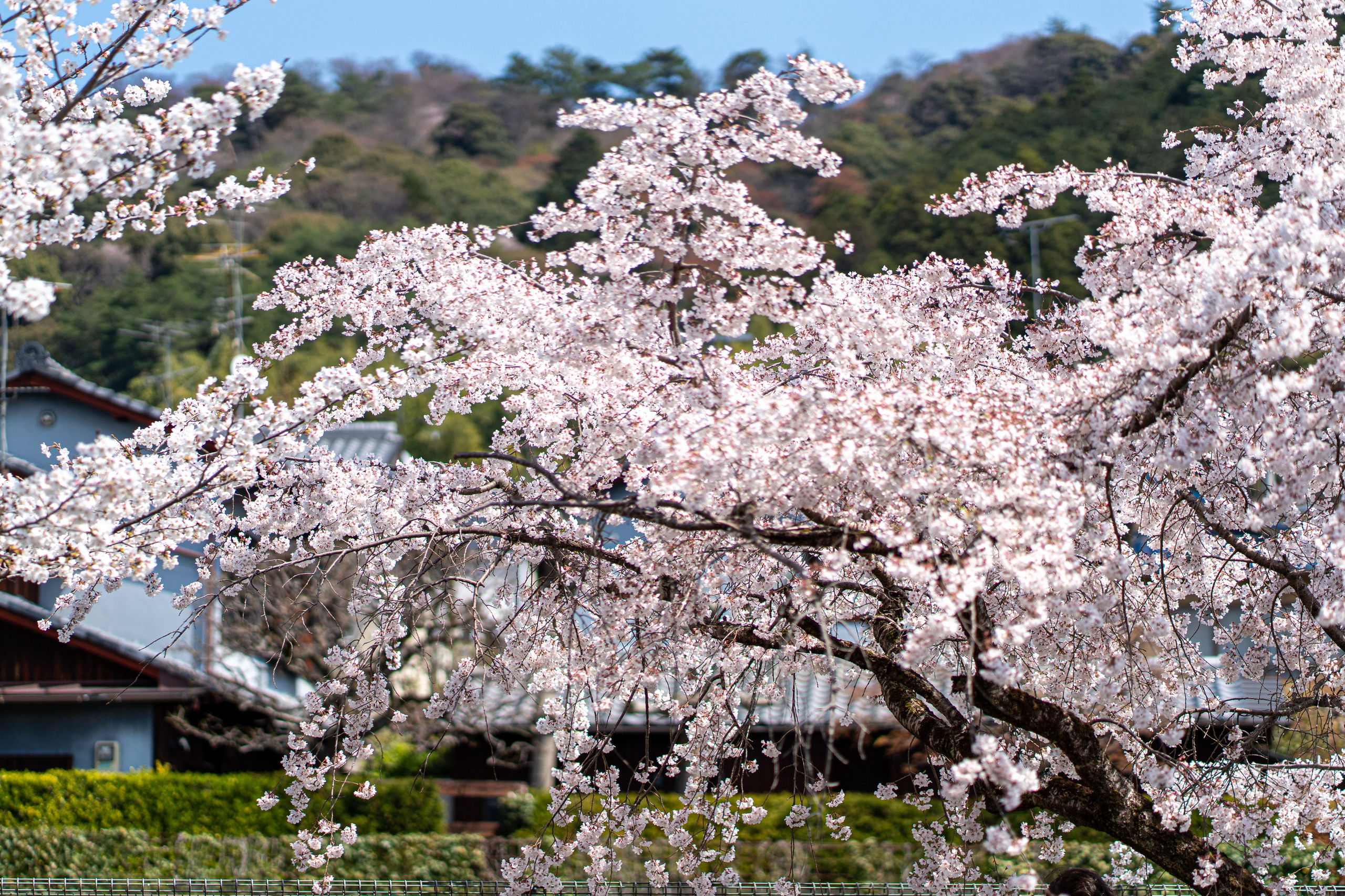 Япония, сакура. Творческие сьемки