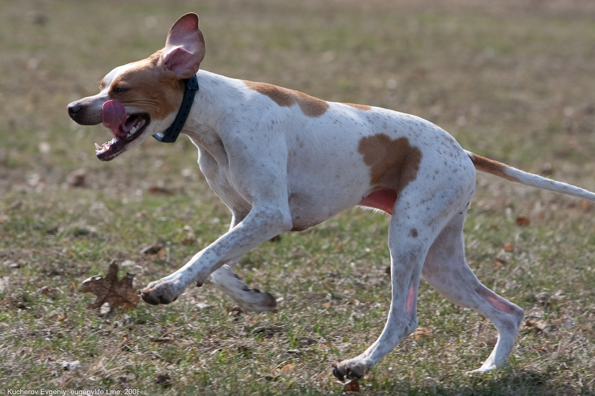 Животные. Кучеров Евгений. Фотограф
