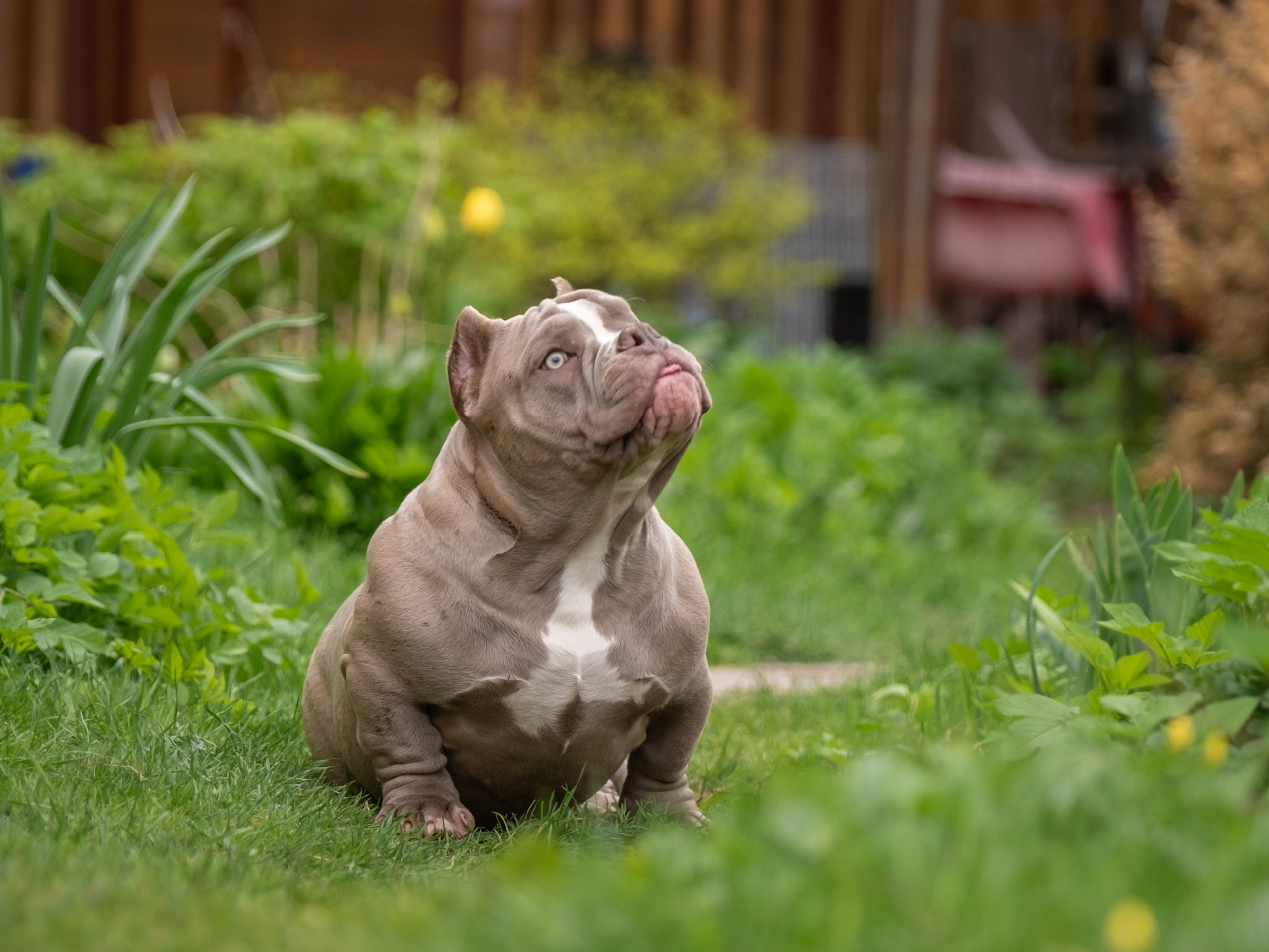 Американские булки для Ирины). Зоофотограф, фотограф животных в Москве и области Дина Дамоцева