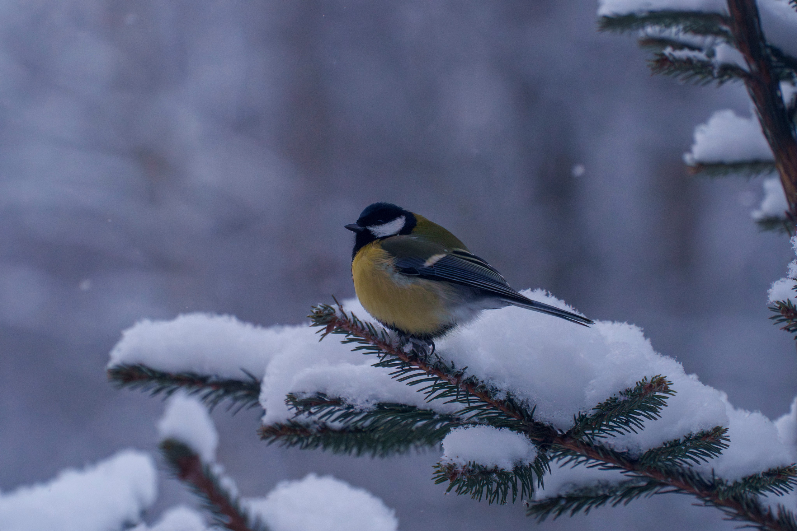 Animals — Животные