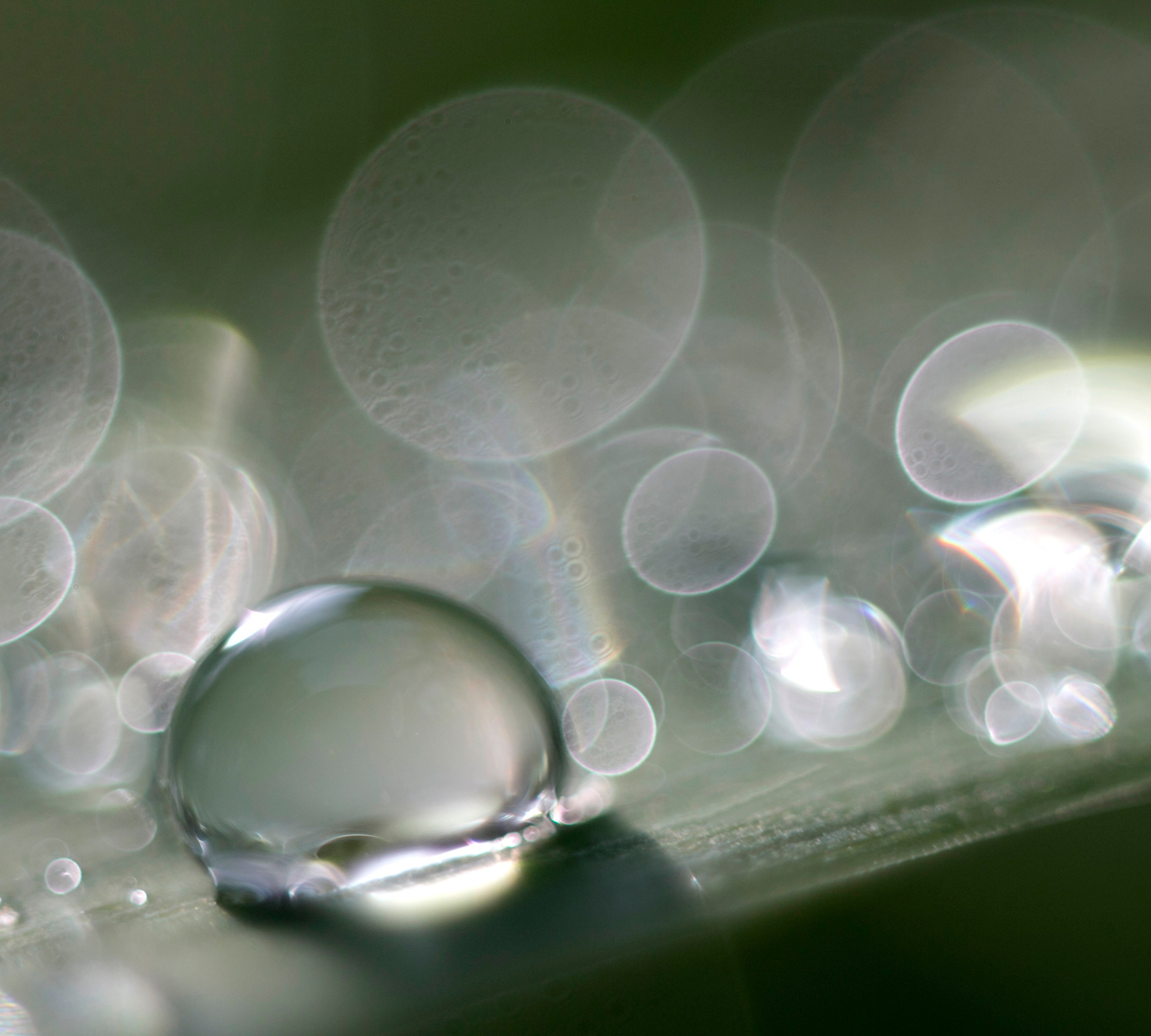 Макро. Фотограф Лагутин Анатолий