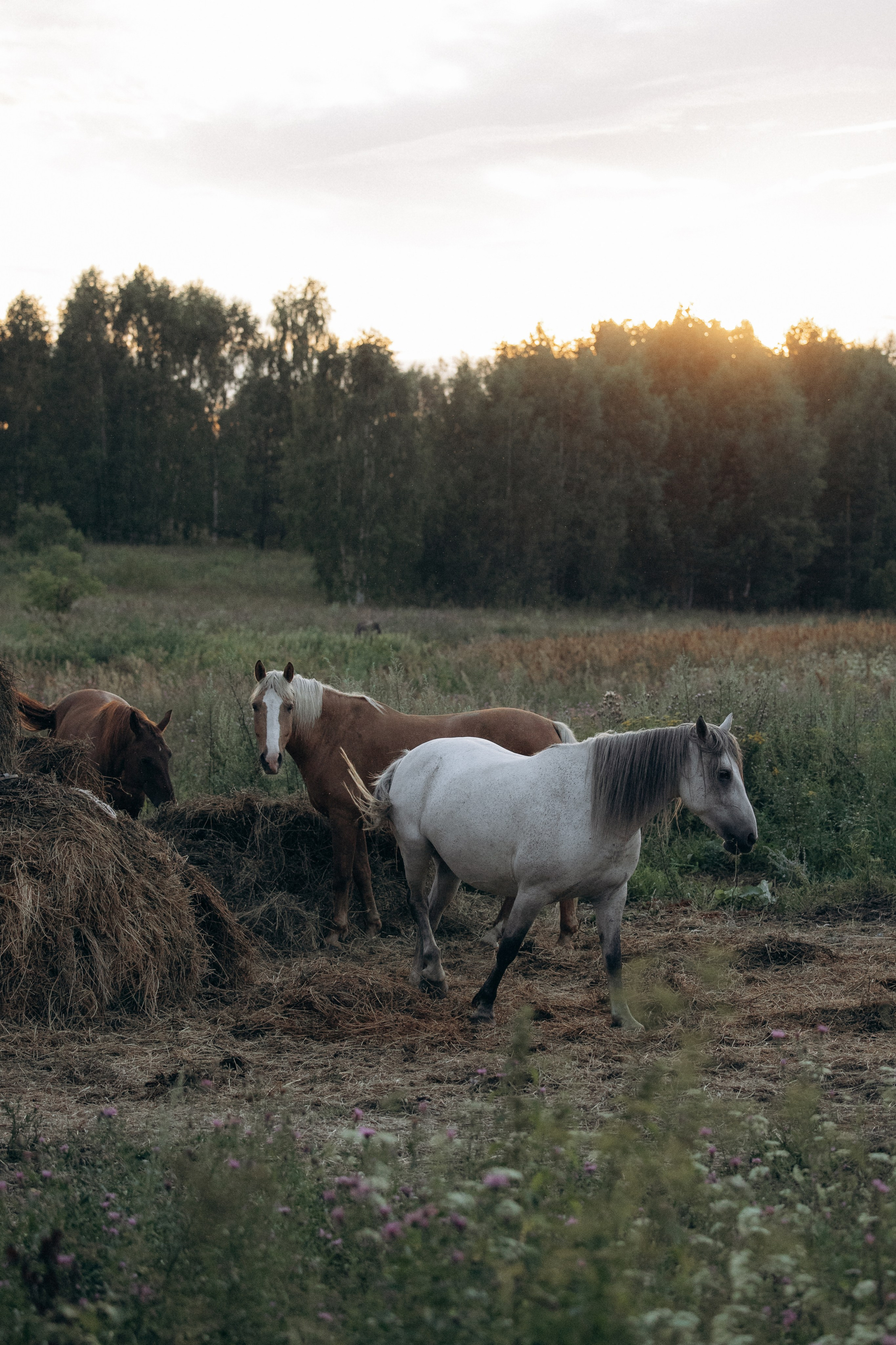 Лошади, не собаки, но нельзя не показать!. Фотограф анималист в Казани Алина Сулейманова. Фотограф животных
