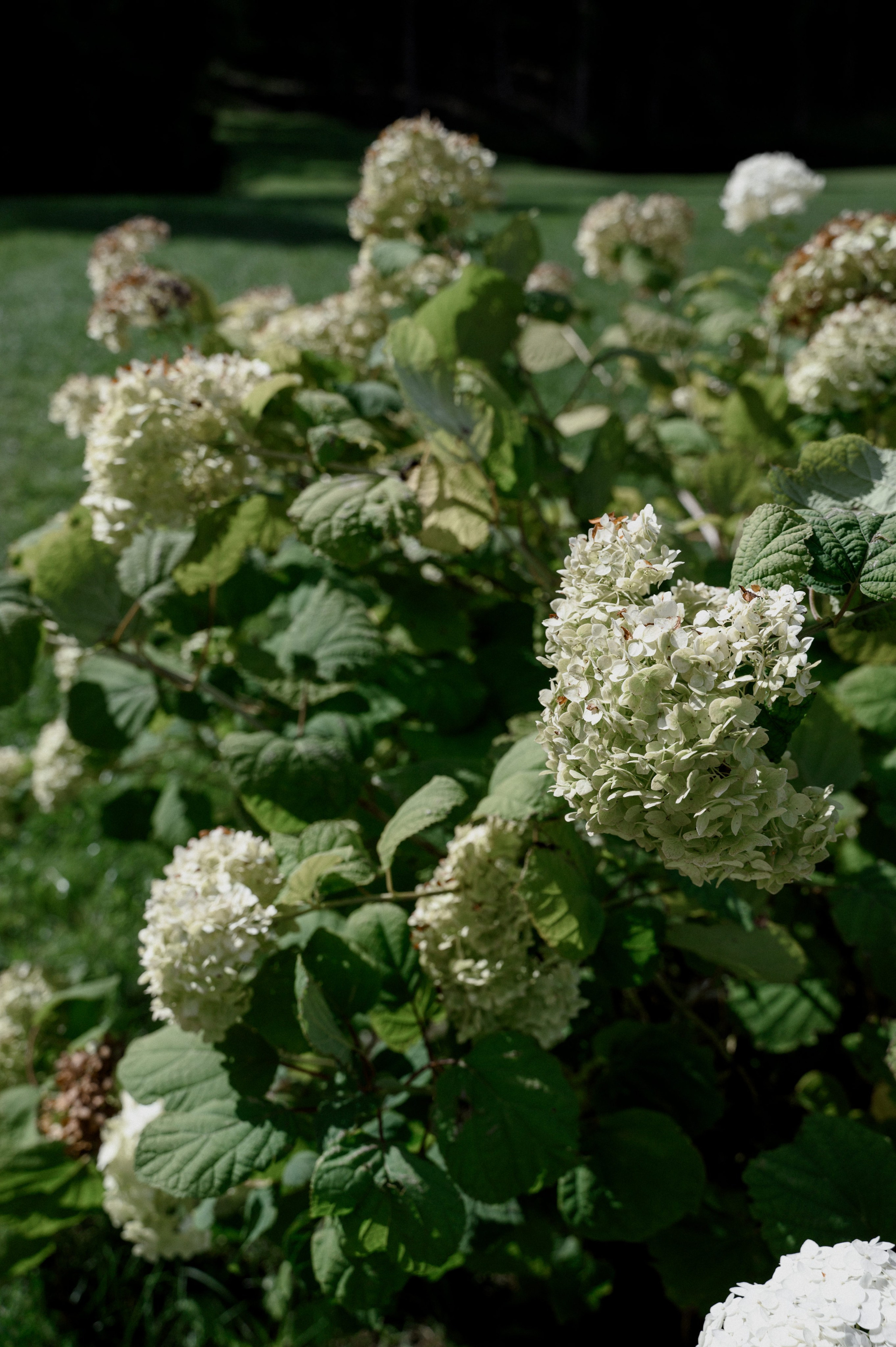 Никита и Лиза. Свадебный фотограф Минск