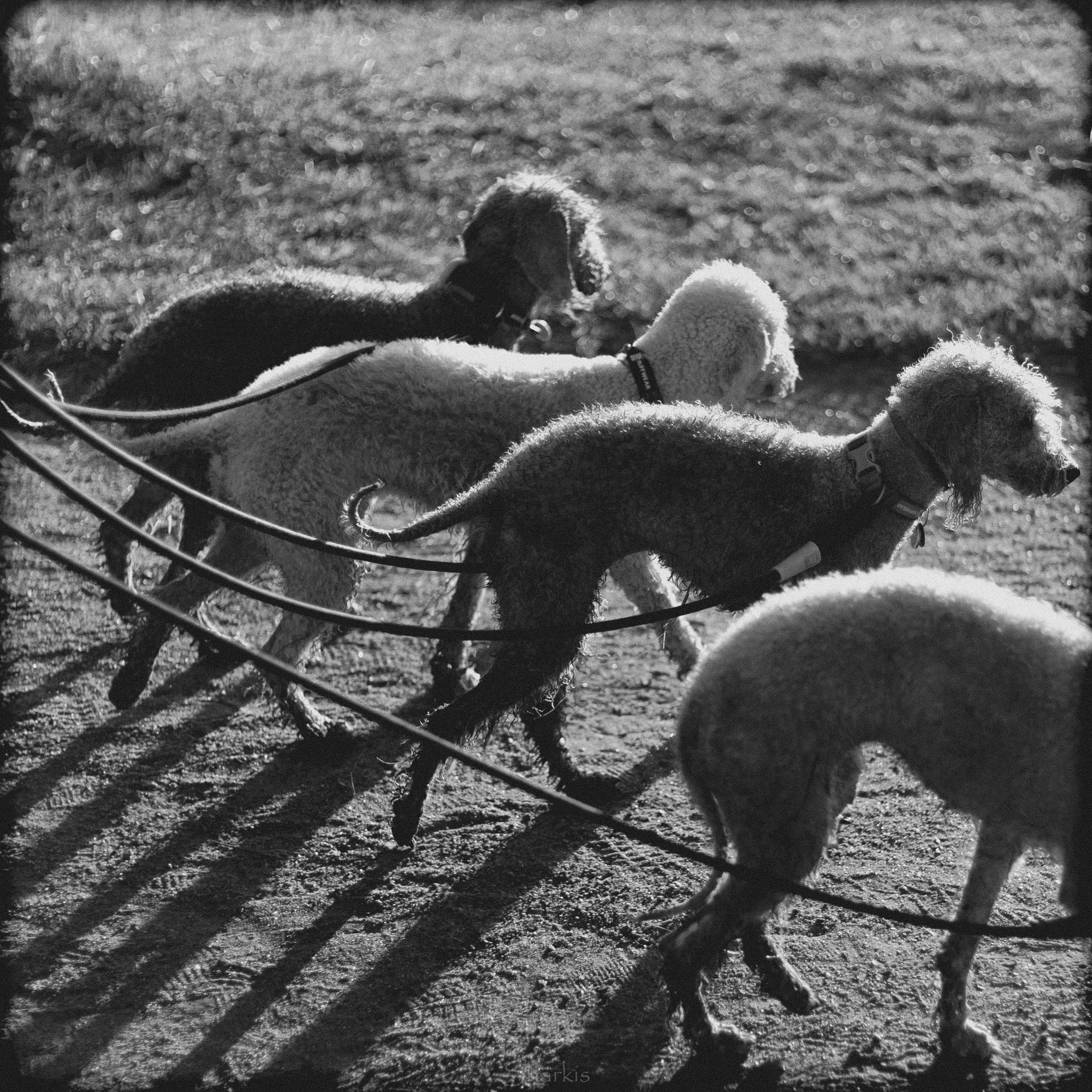 Хиппи, Ваня, Ведьма, Луна, Корица. Фотограф Елизавета Филатова