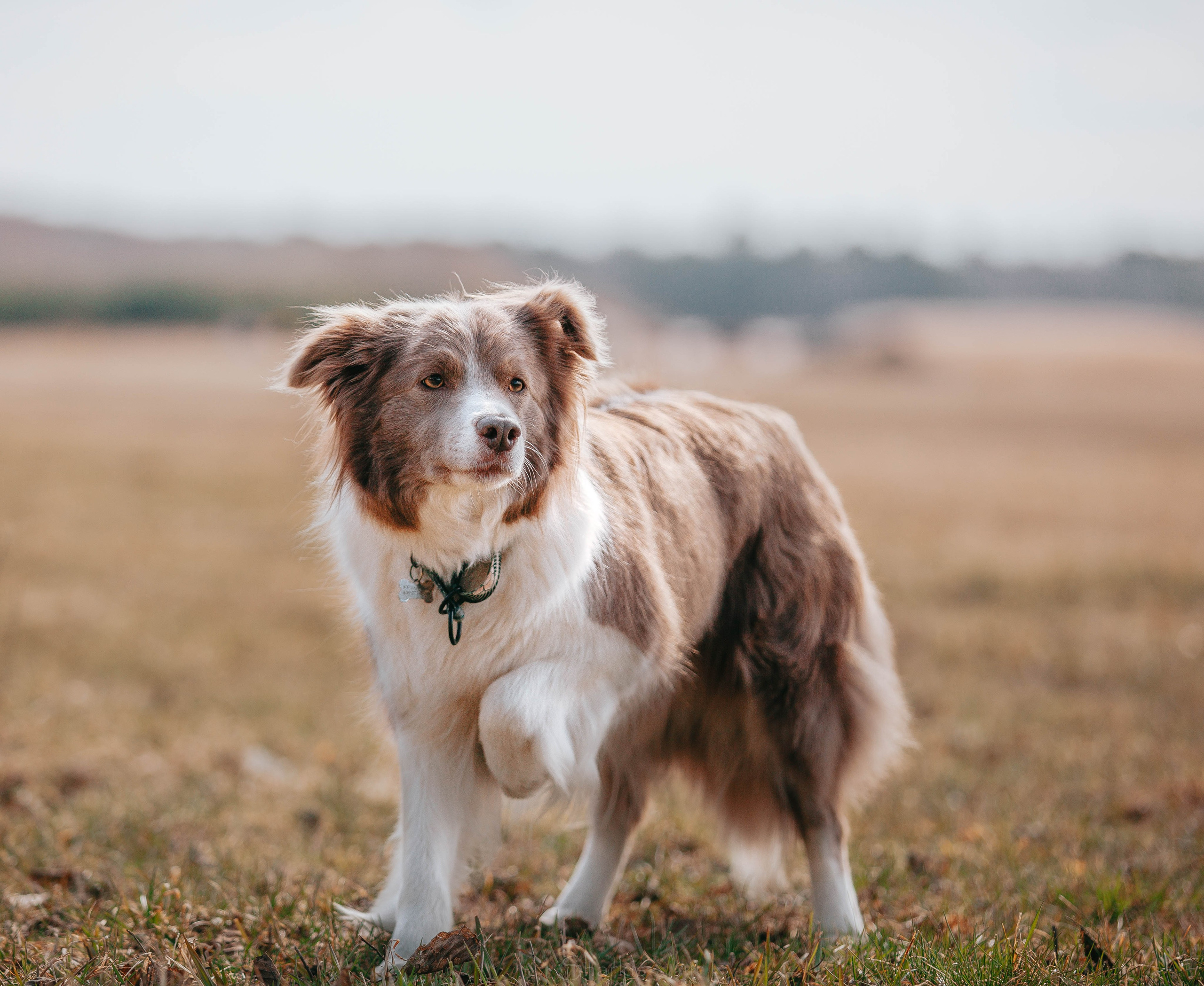 Бордюха, Лора, Берта, Мета. Главная