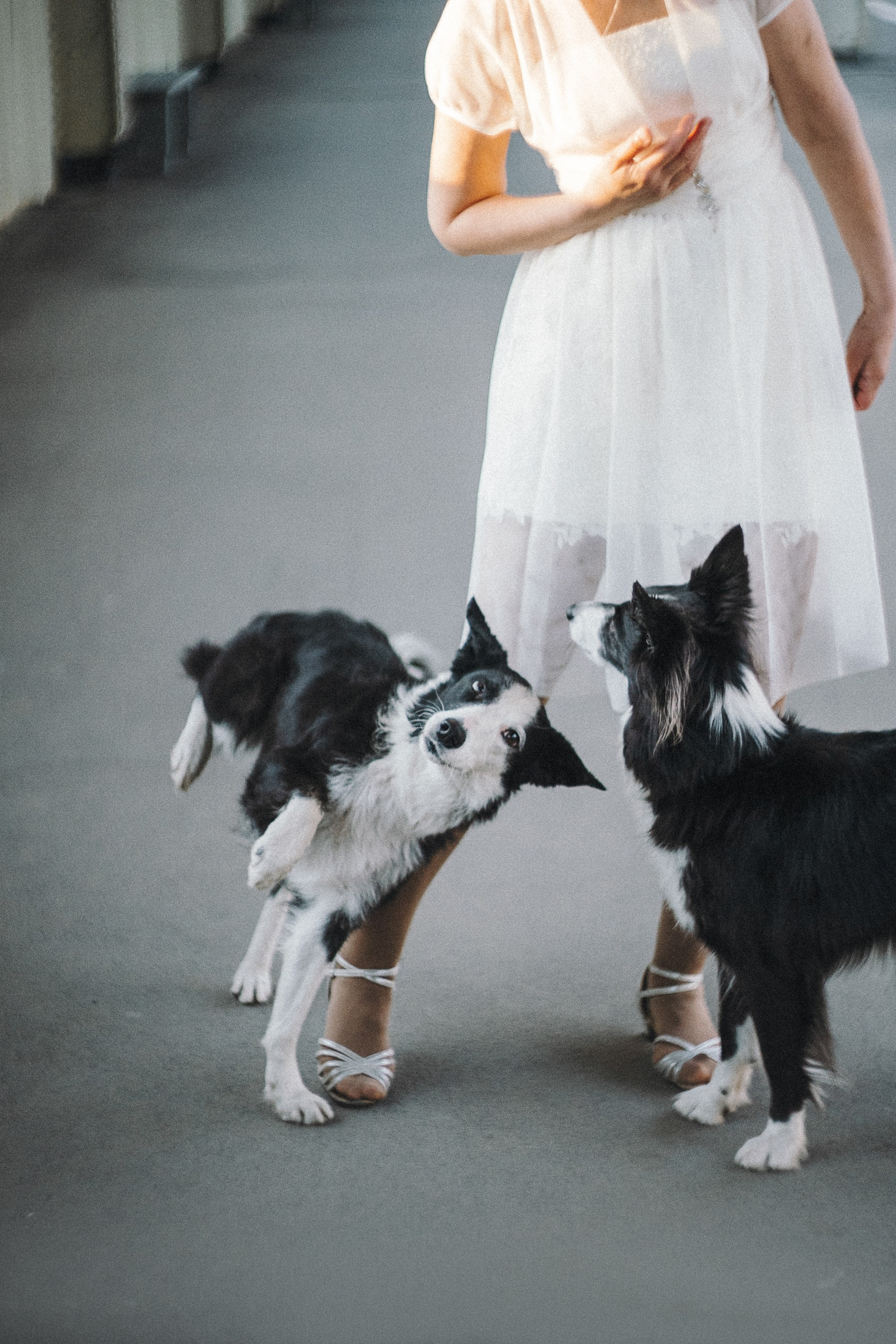 Таня, Марта и Клипса. Фотограф анималист в Москве и Санкт-Петербурге Свиридова Анна