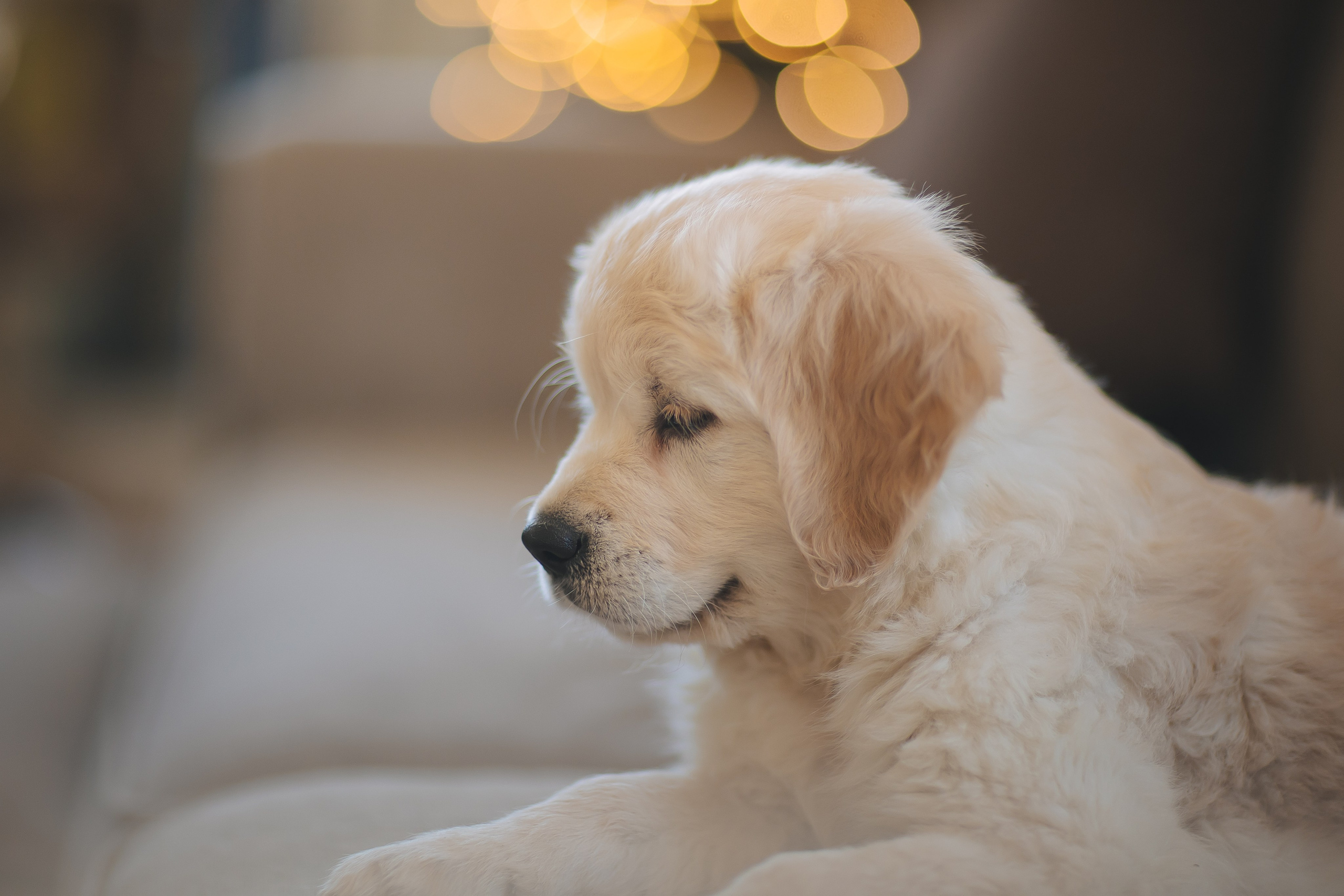Снежик и Веста, НГ. Свадебный и женский фотограф
