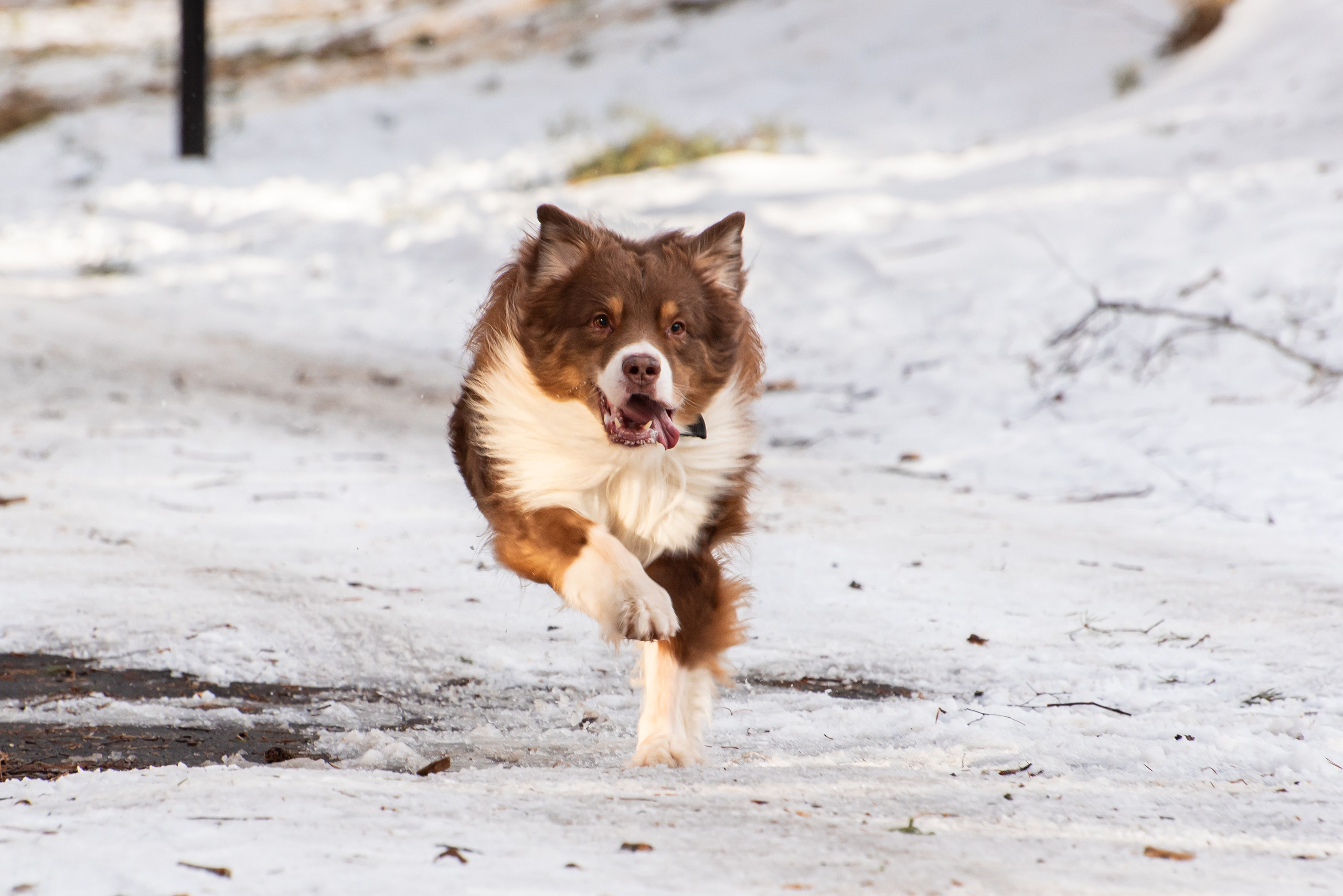 Фотосъёмка с собаками в Кинологическом лагере. Фотограф Макс Огурцов в Нижнем Новгороде