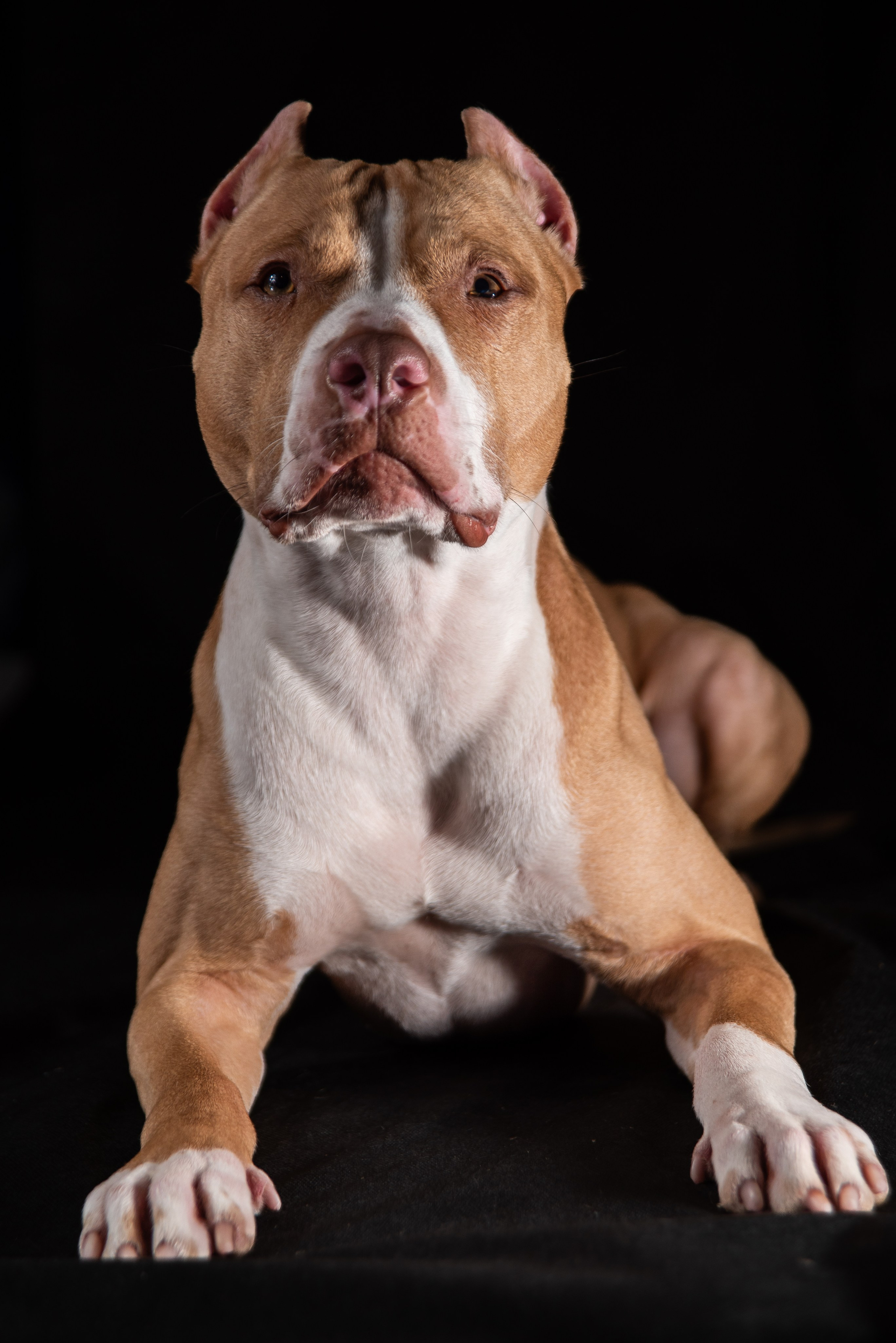 Фотосессия собак на чёрном фоне. Фотограф Макс Огурцов в Нижнем Новгороде