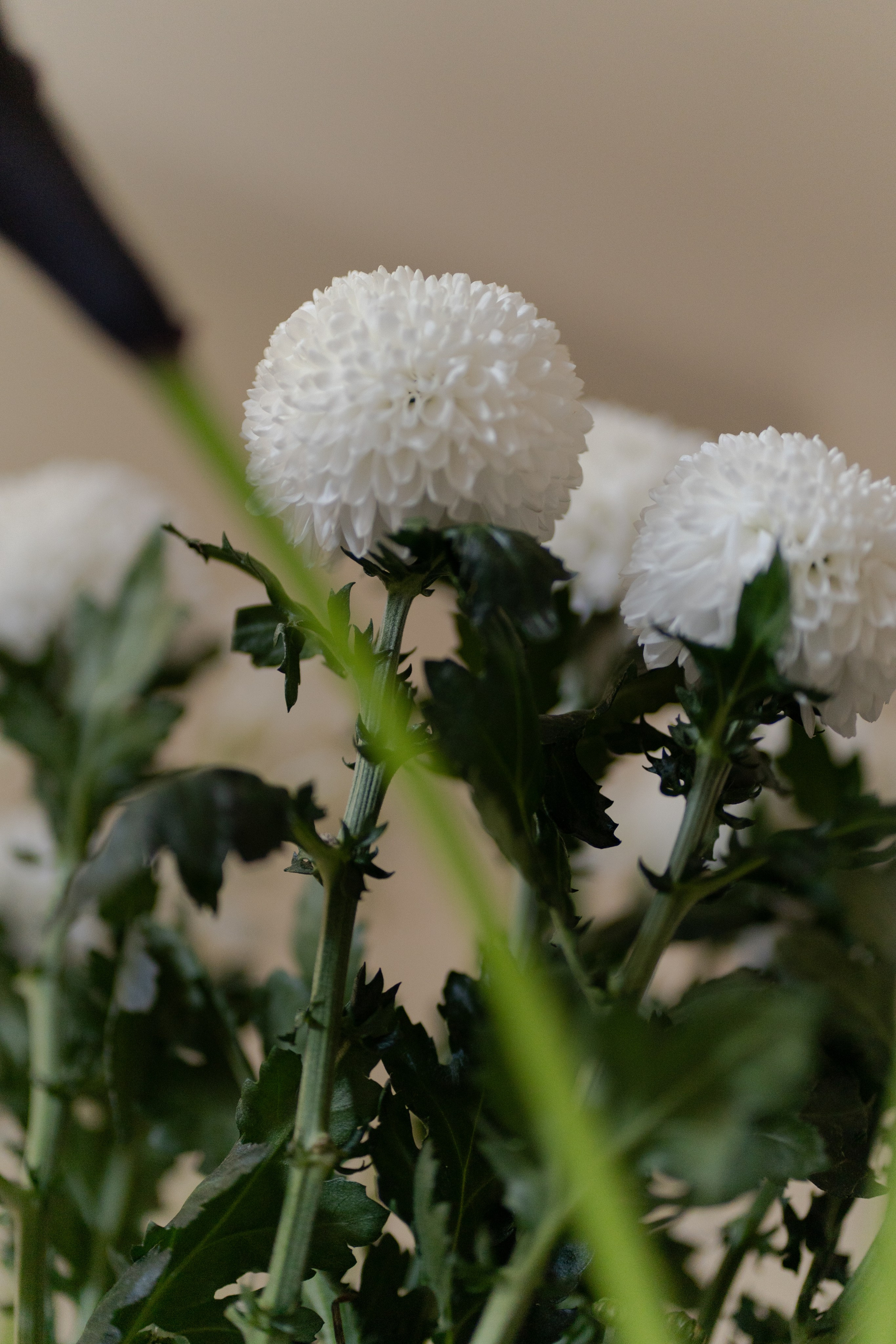 Цветочный мастер-класс. Портретный и репортажный фотограф Настя Климачева