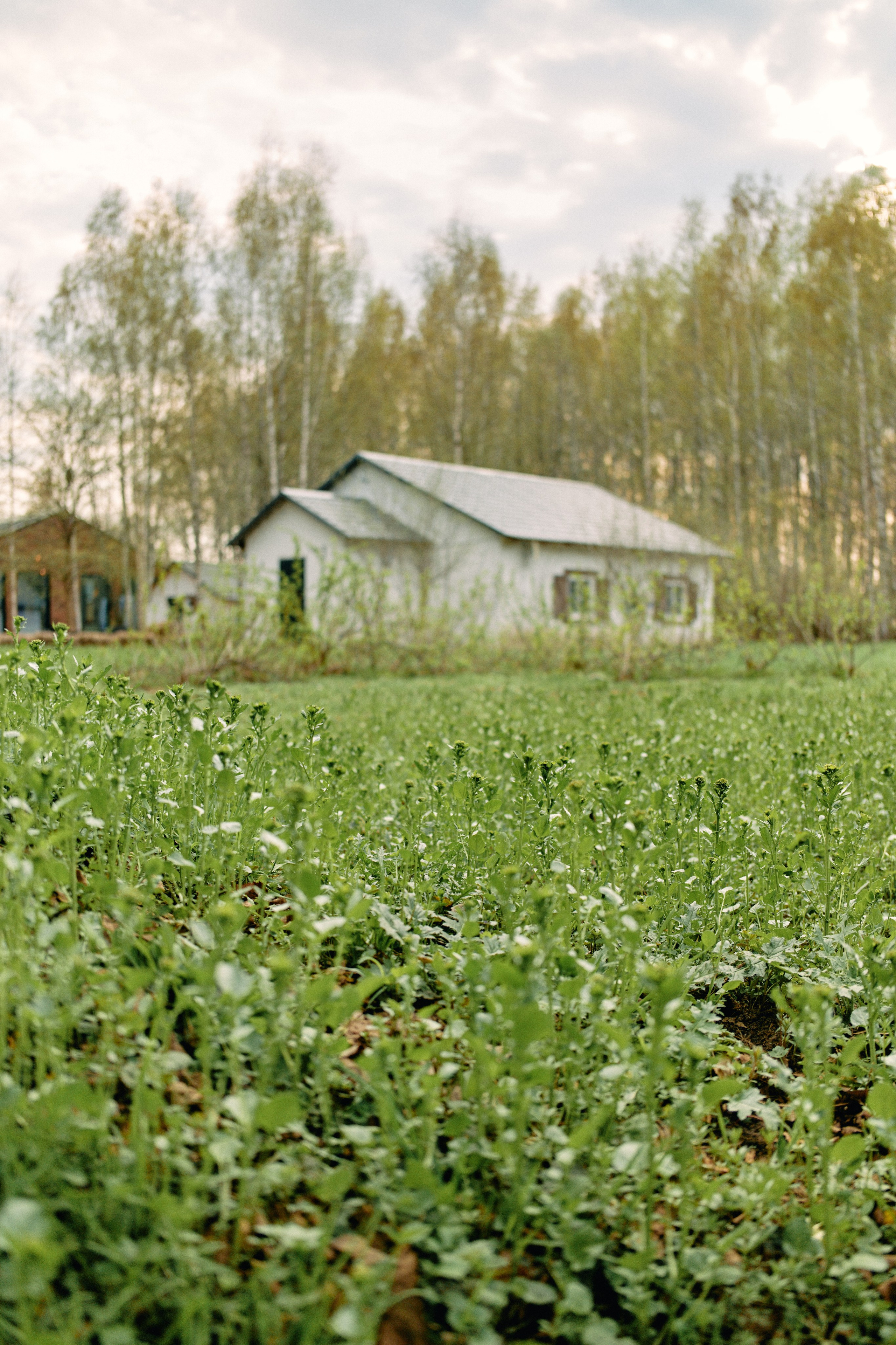 Бутик-отель Поле летом. Профессиональный Фотограф во Владимире, в Москве и в Суздале — Полина Романычева