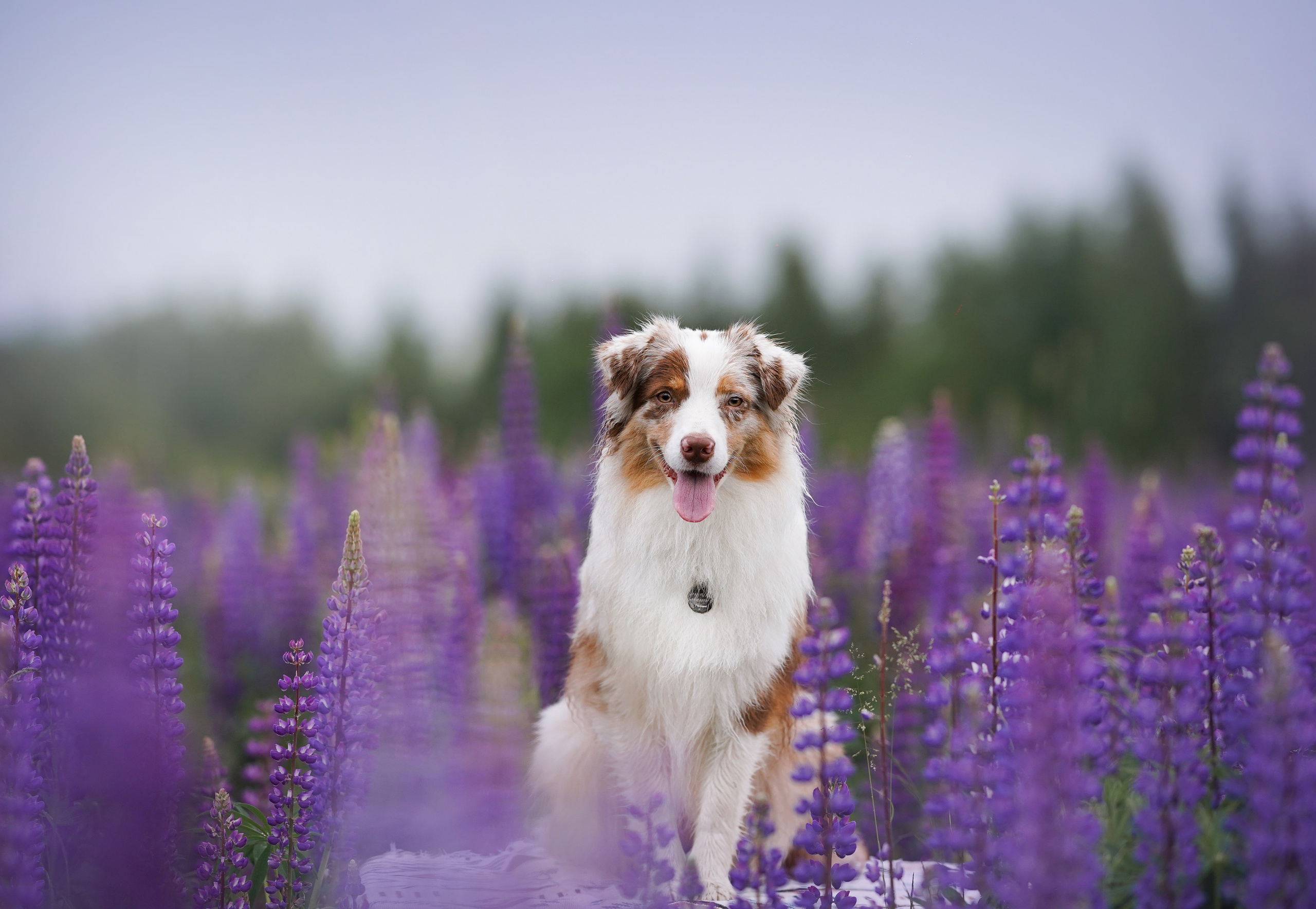 Аня Арчи и Панда в люпинах. Фотограф-анималист в Санкт-Петербурге Яна Мартынова