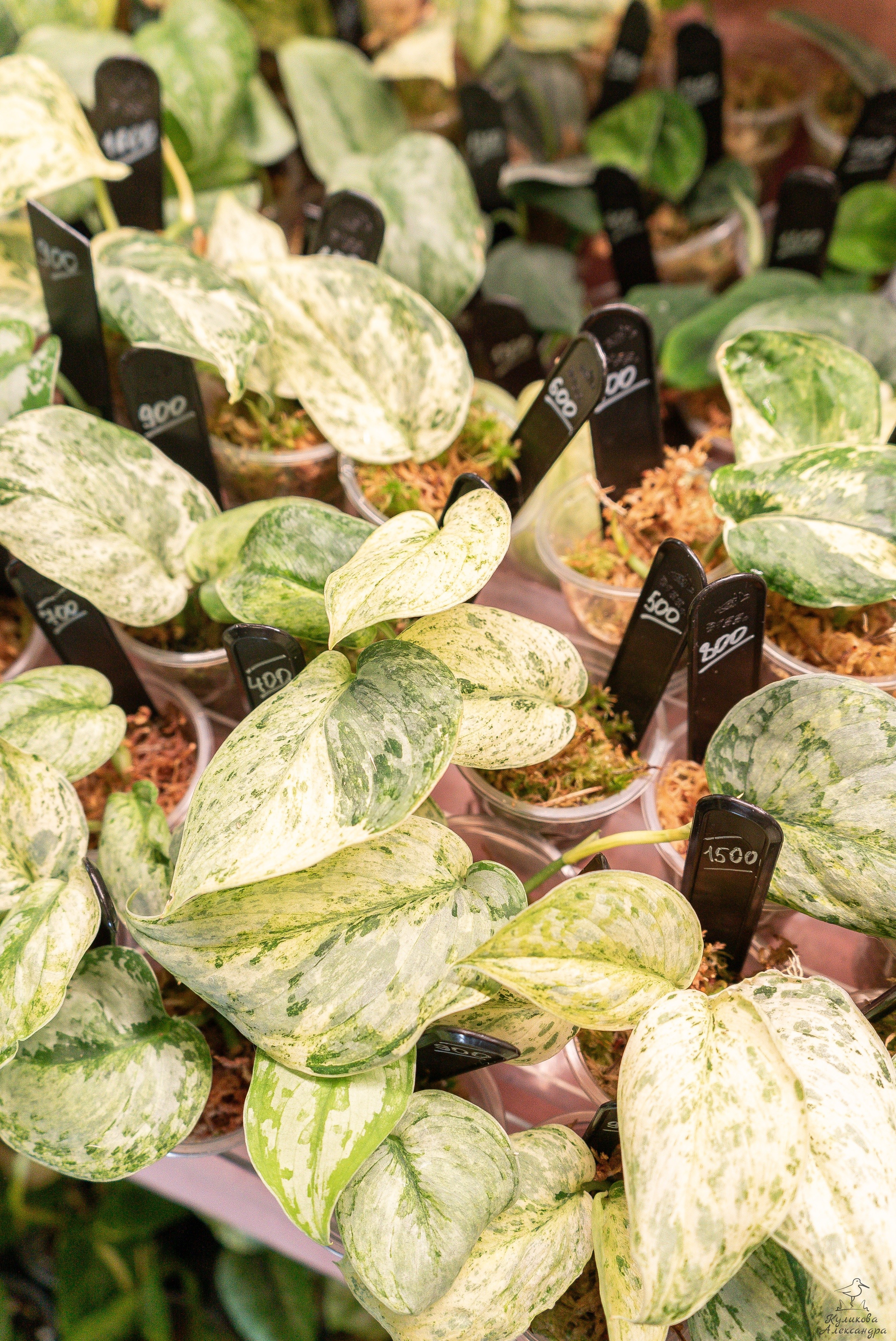 Гроубокс Артплей апрель. Александра Куликова фотограф, Москва