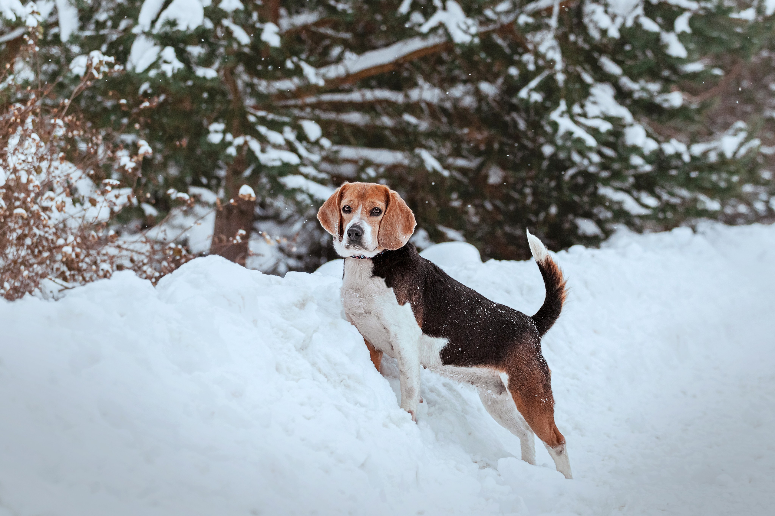 Дом для Биглей 2023. Фотограф-анималист Татьяна Степанова