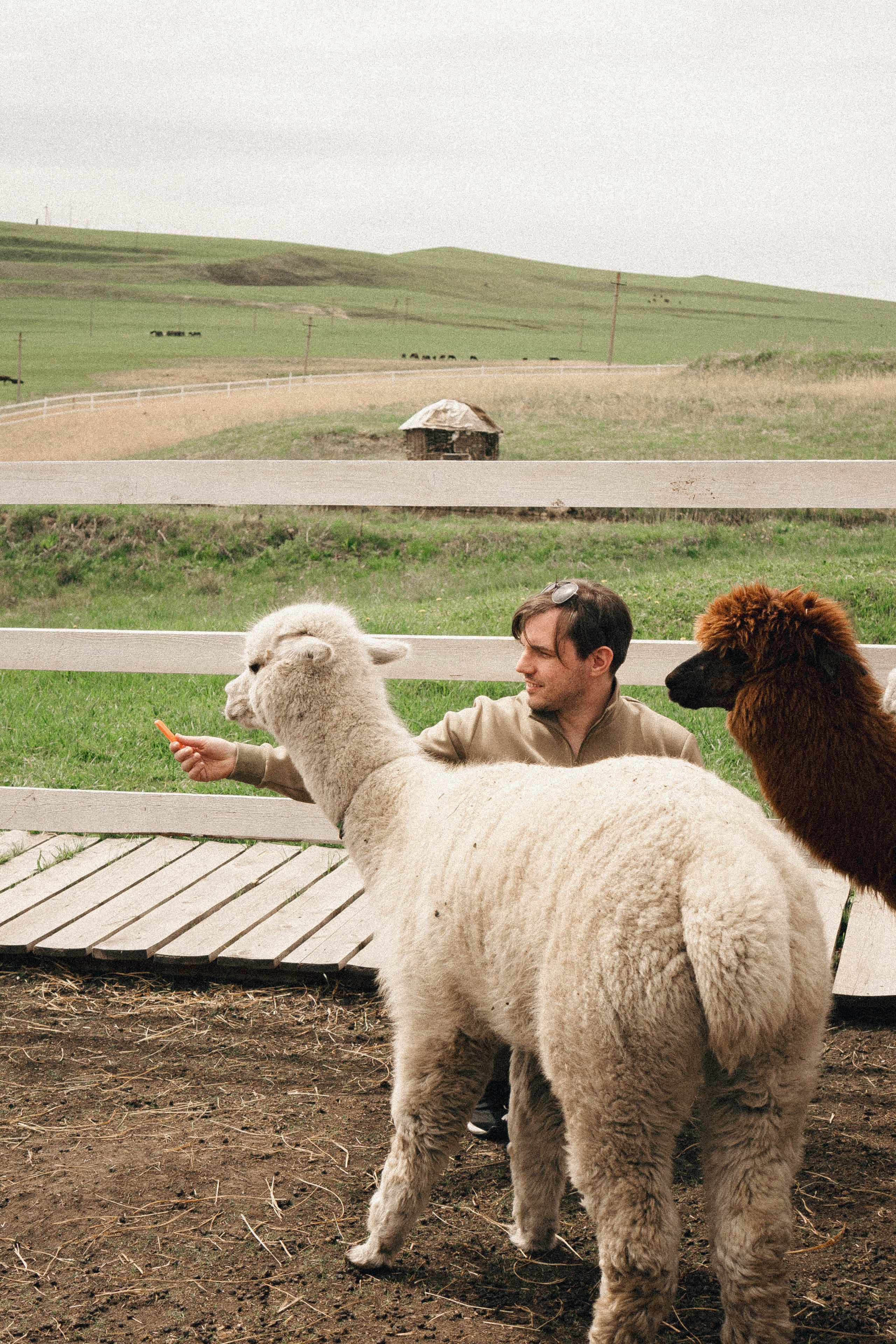 Ферма Альпак. Профессиональный фотограф, Санкт-Петербург — Виктория Богомолова