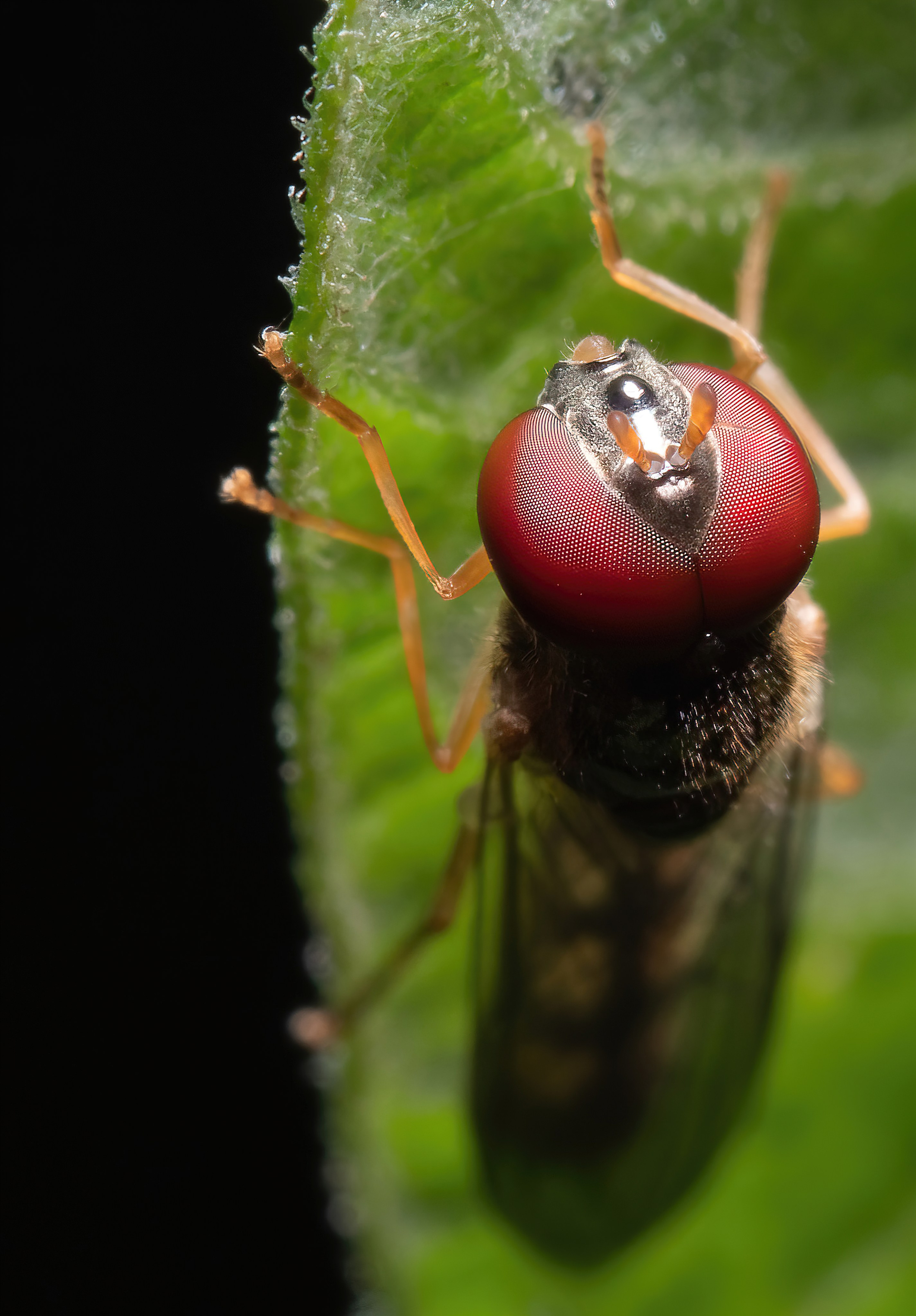 Мухи. Oles Paritskiy