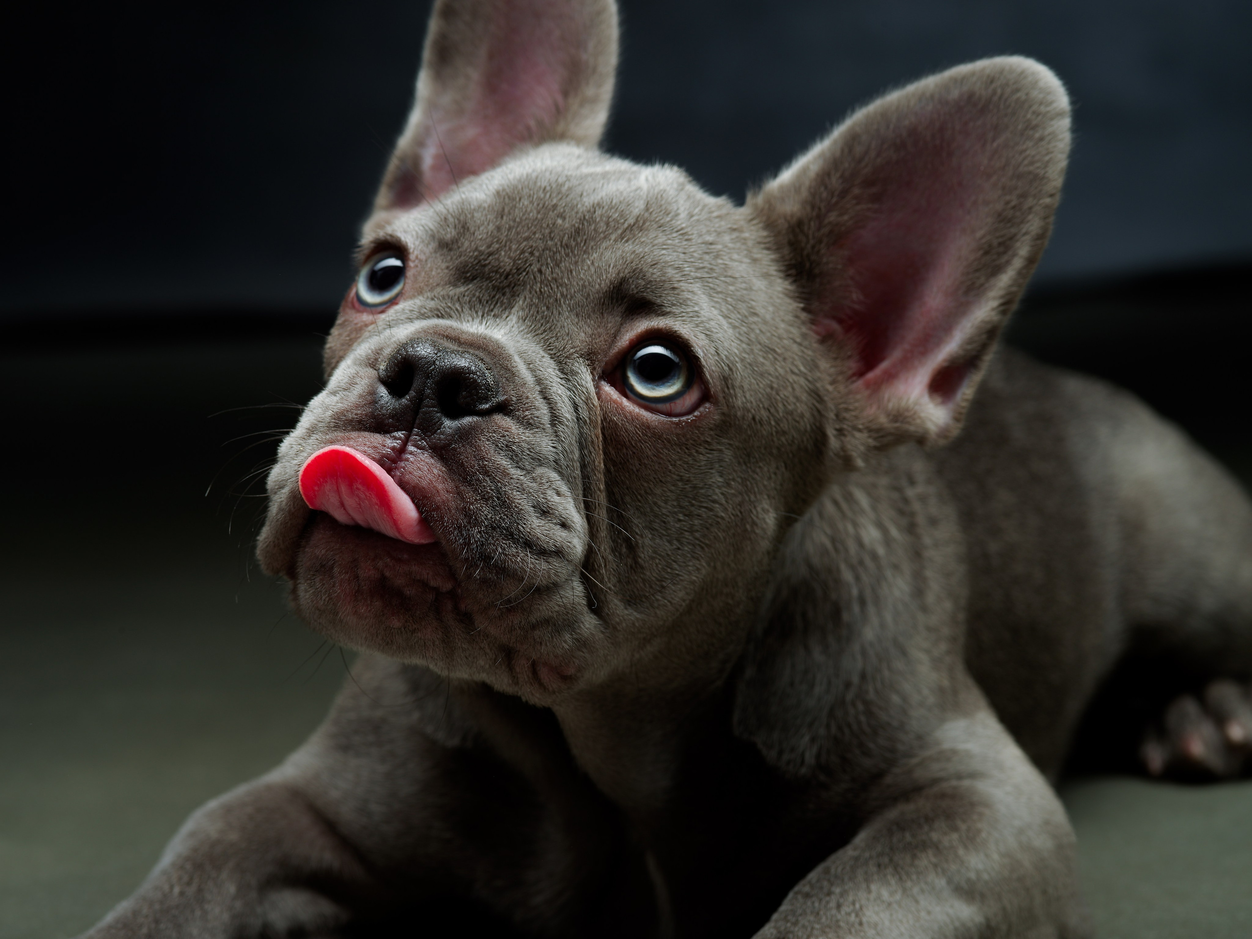 Съёмка домашних питомцев. Фото & Видео студия XIMIYA