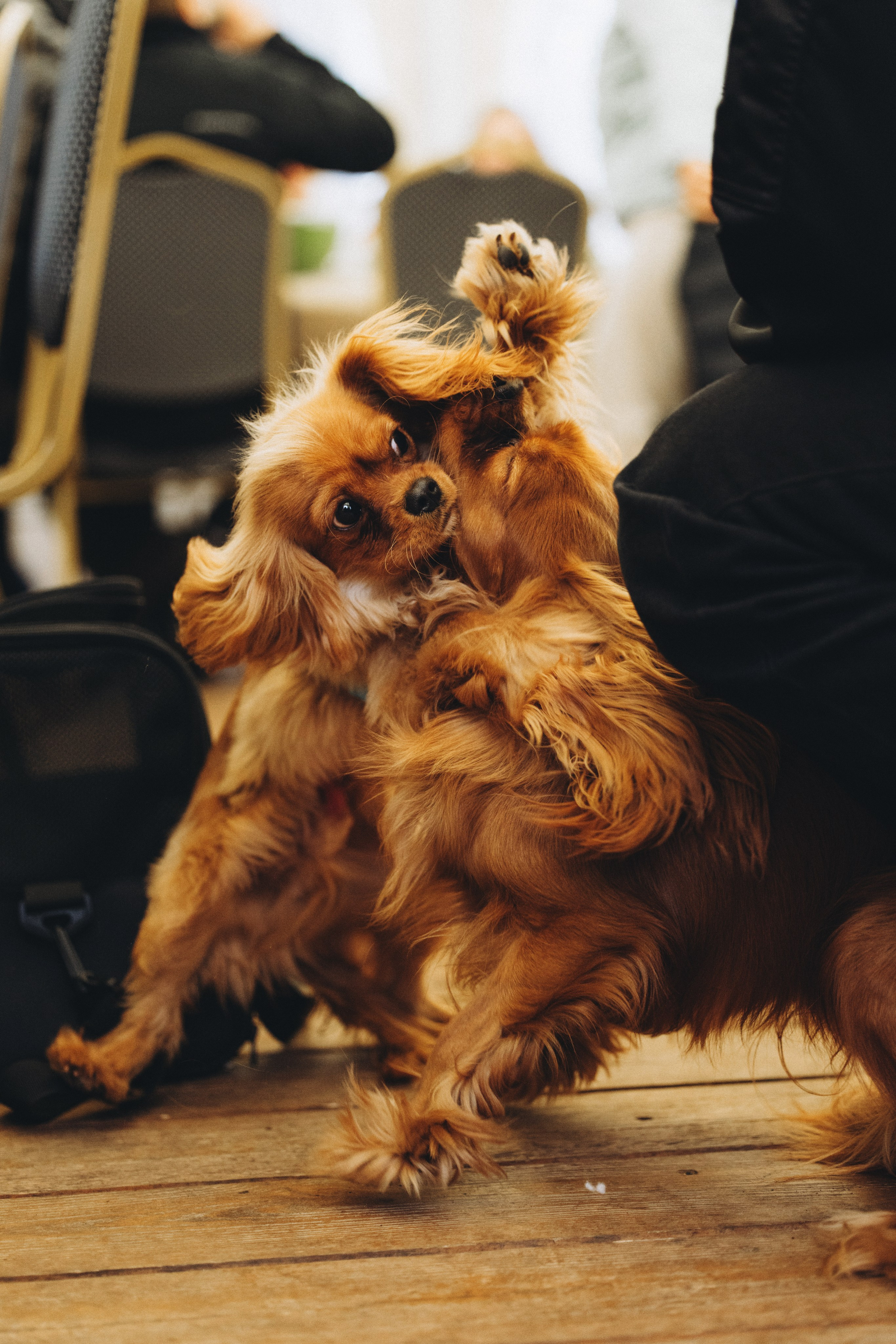 Встреча ККЧС. Фотограф анималист Осипчикова Мария