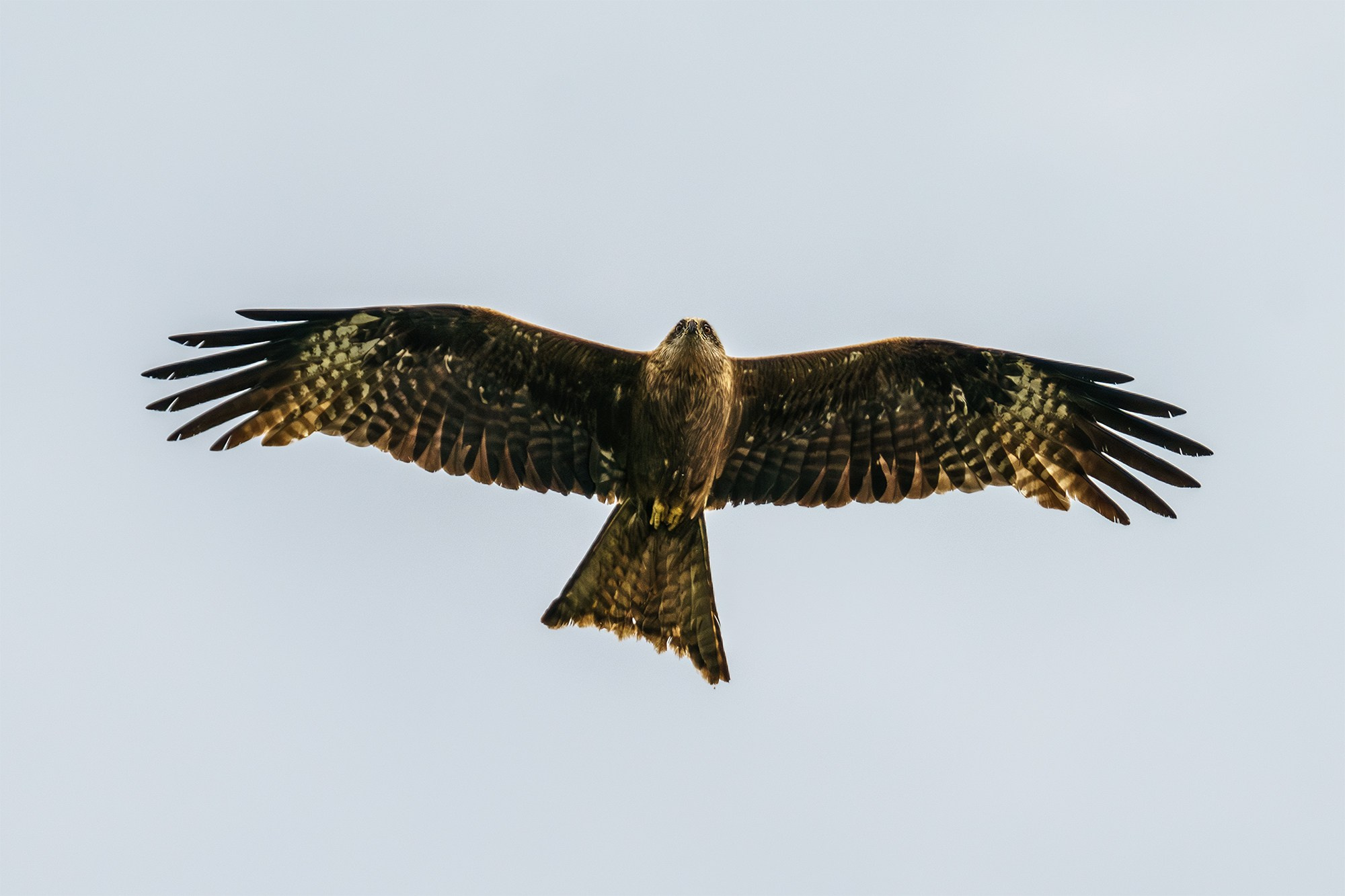 Удивительные мир птиц. Вокруг нас столько прекрасного — присмотритесь!. Ваш личный фотограф Марина Волкова