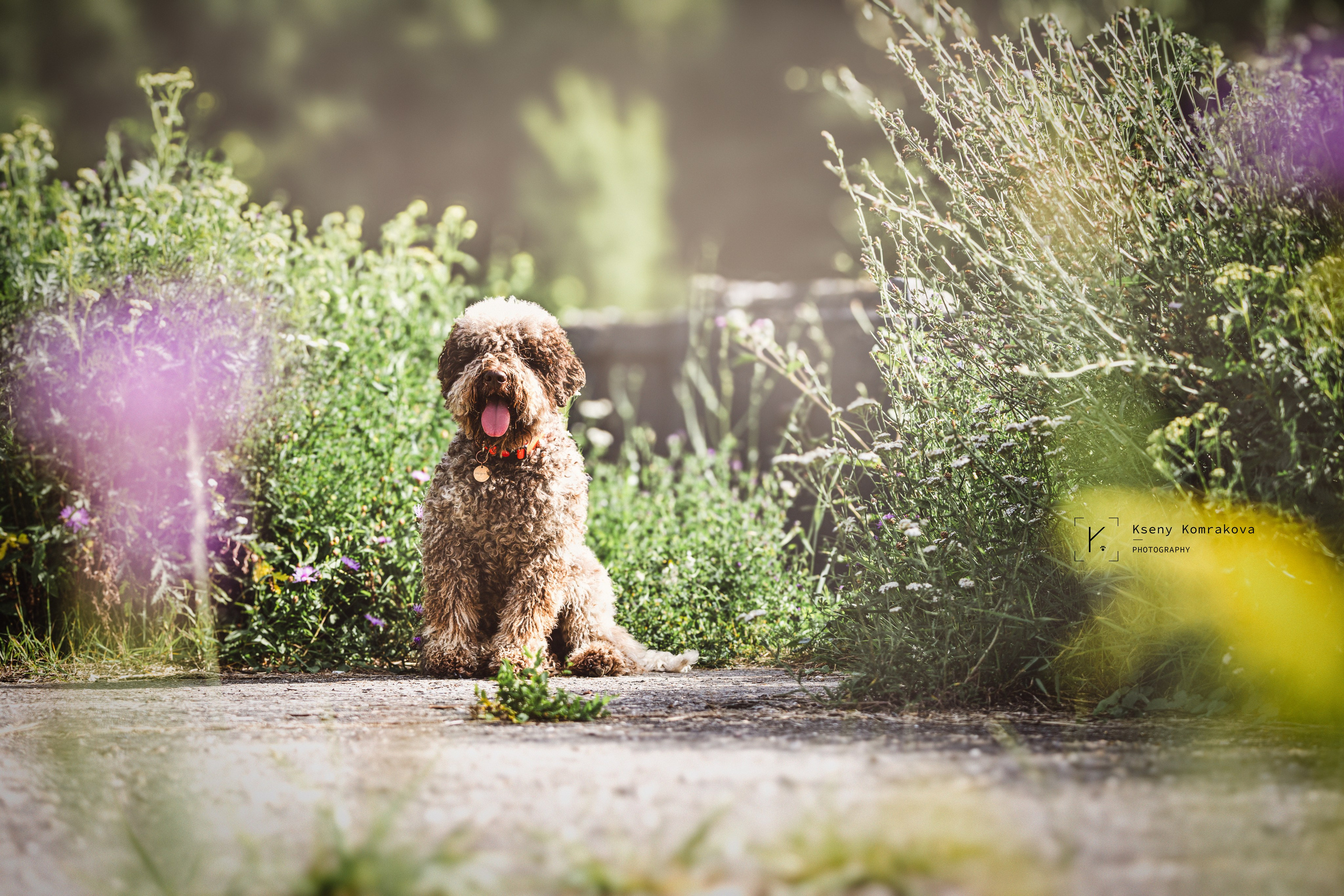 Съемка собак. Анималистика. Репортаж. Индивидуальная съемка