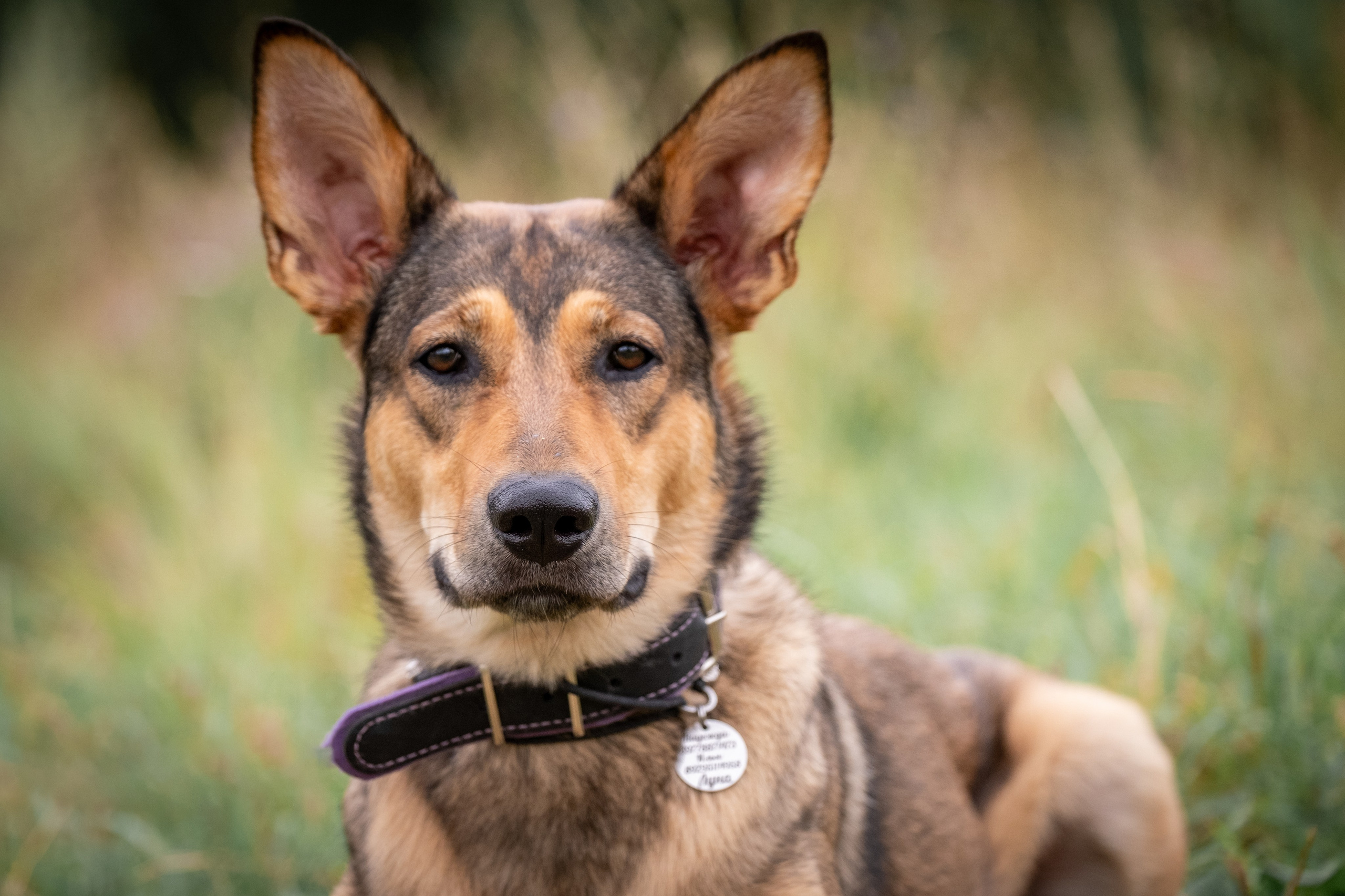 Надя и Луна. Зоофотограф, фотограф животных в Москве и области Дина Дамоцева