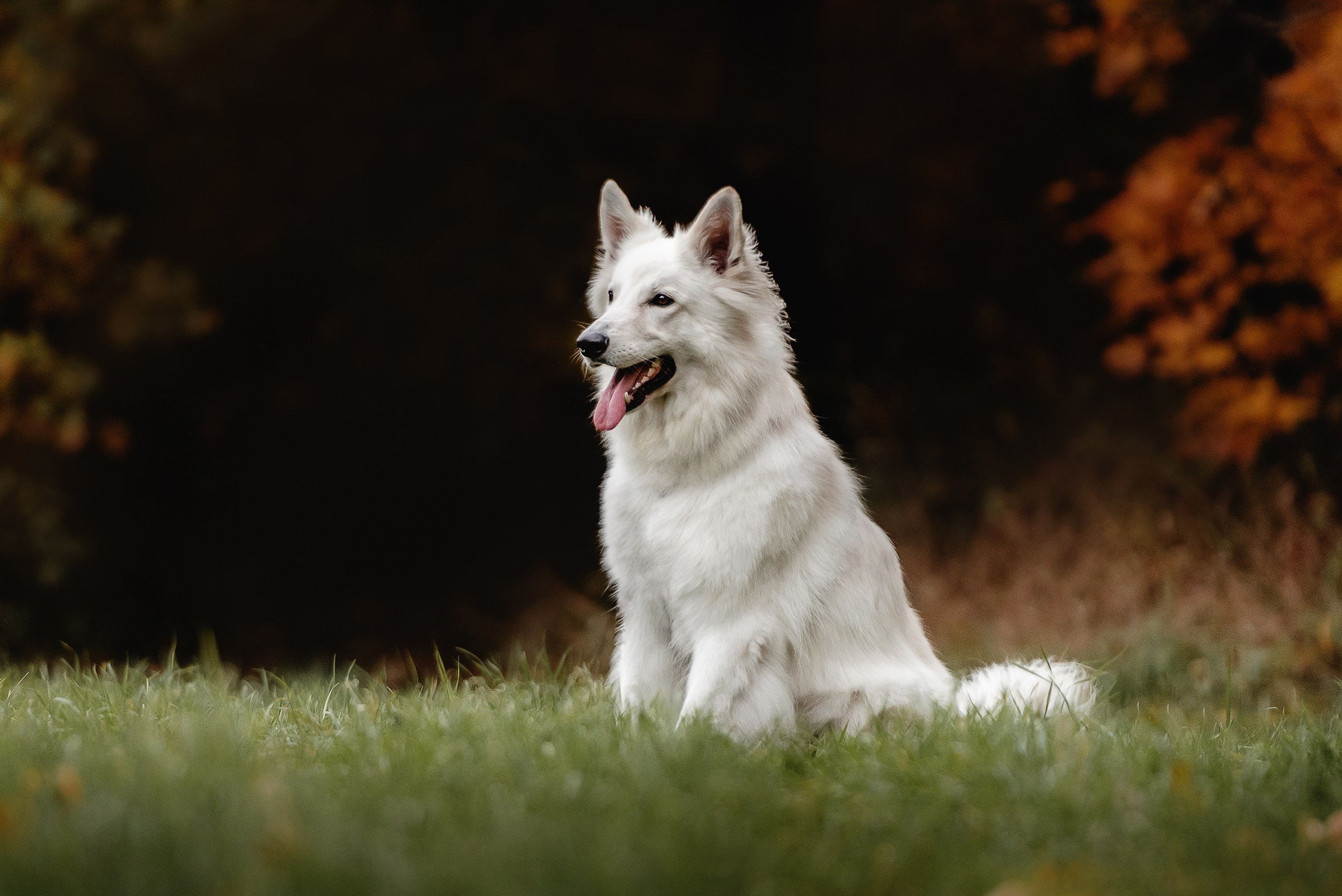 Катя и Джек. Семейный Фотограф в Москве Ирина Хохлова