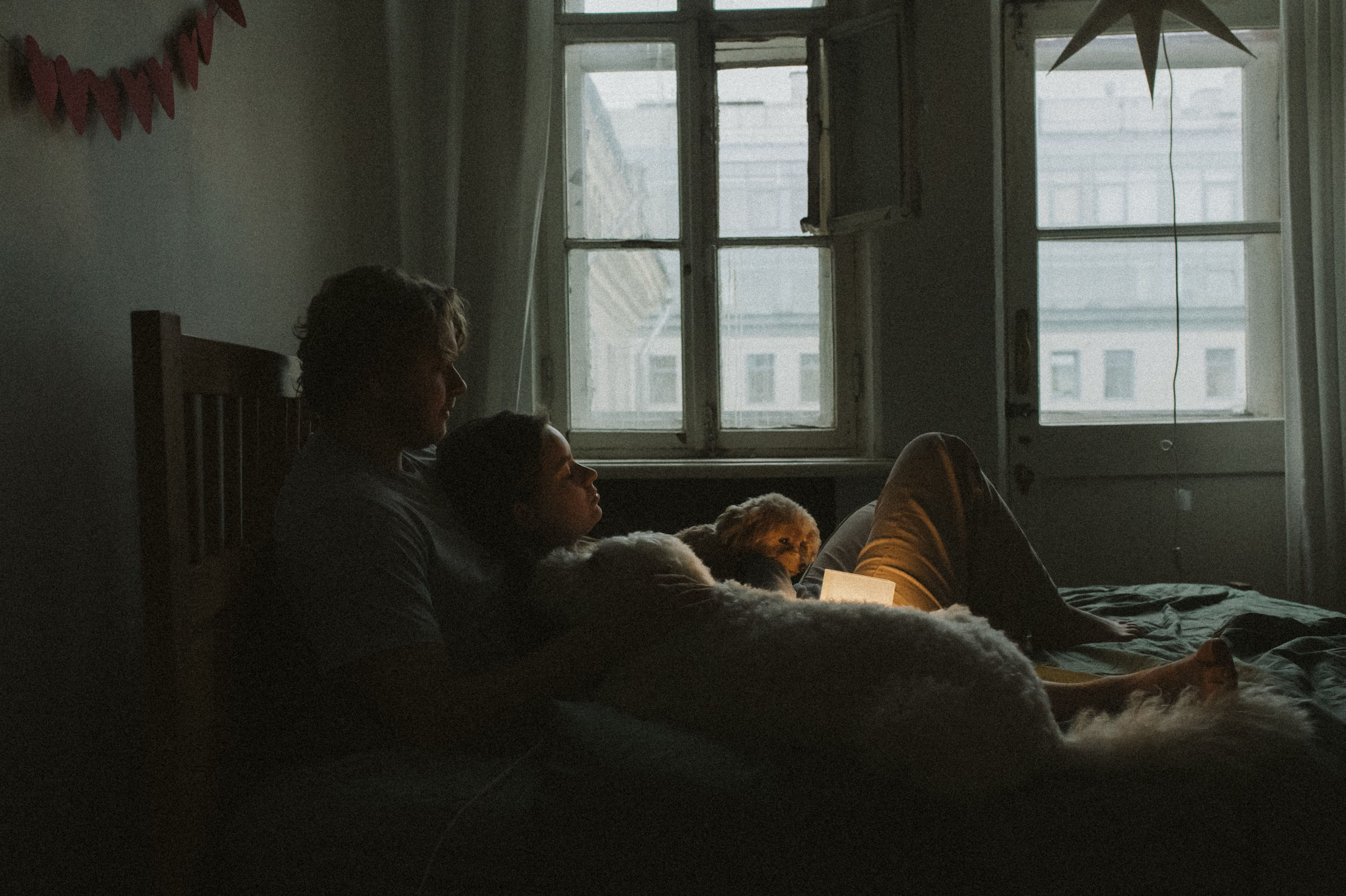 Ання и её кудрявая команда. Фотограф анималист в Москве Ольга Агушева