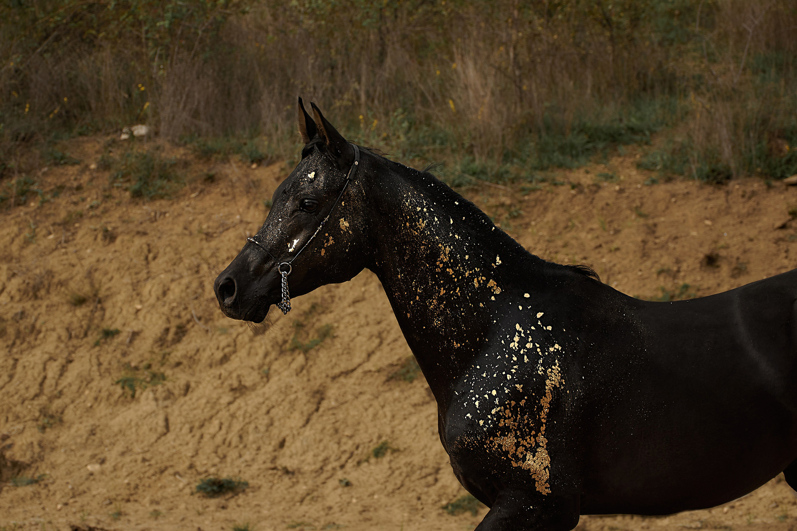 Харакс. Фотограф в Севастополе