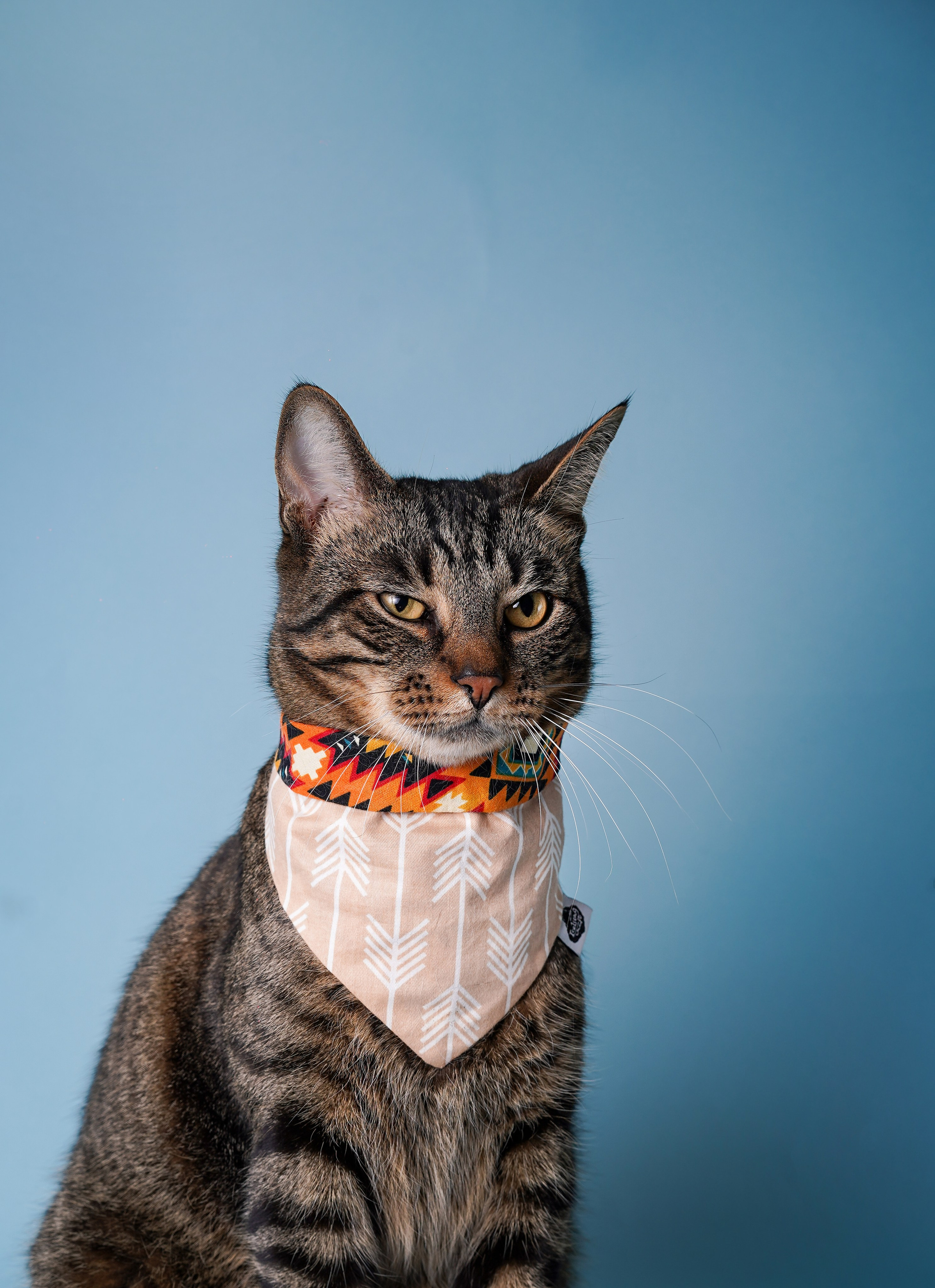 Маффин и Сэм. Фотограф-анималист в Санкт-Петербурге Яна Мартынова