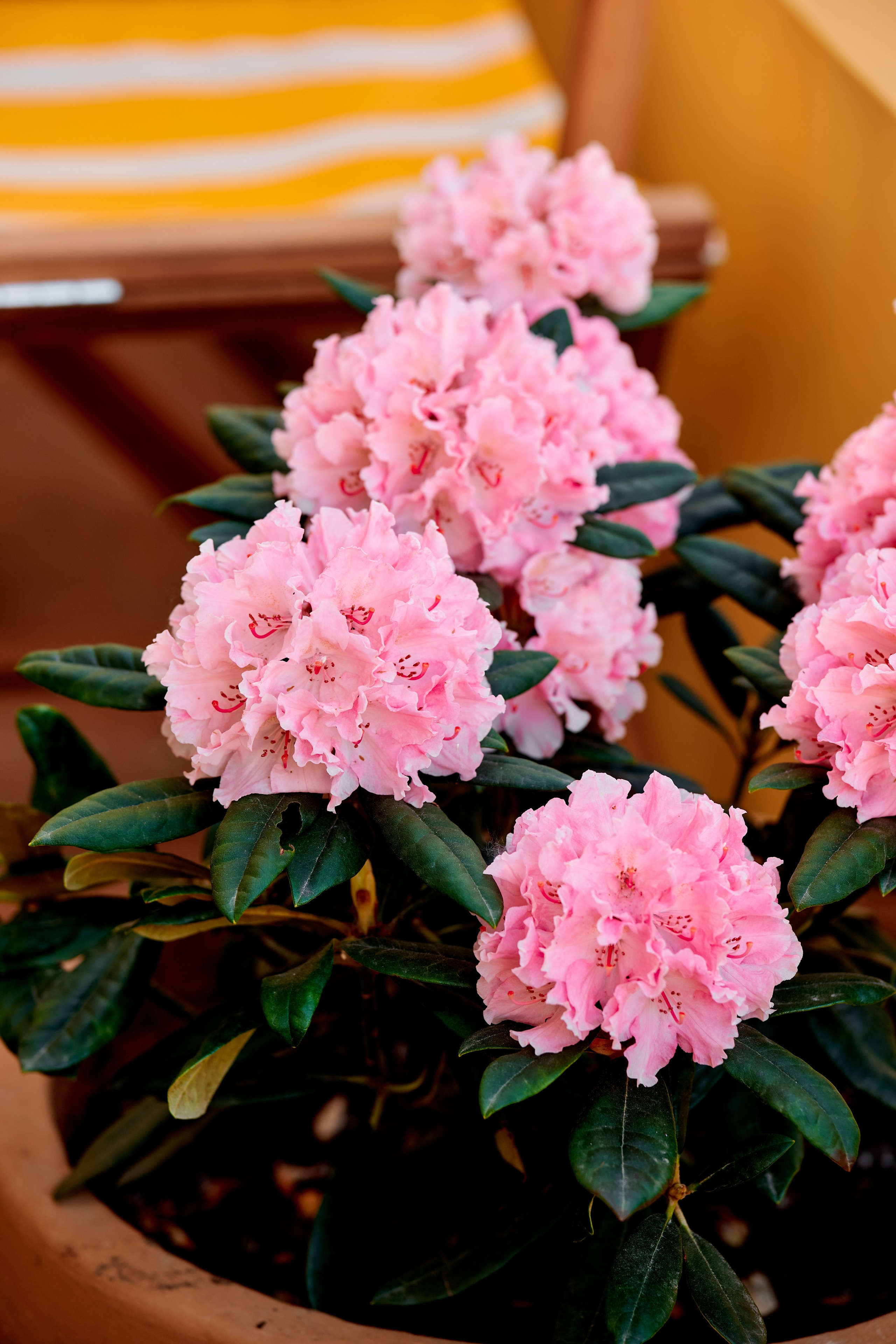 Милена. Фотограф Таганрог Анна Трайжон