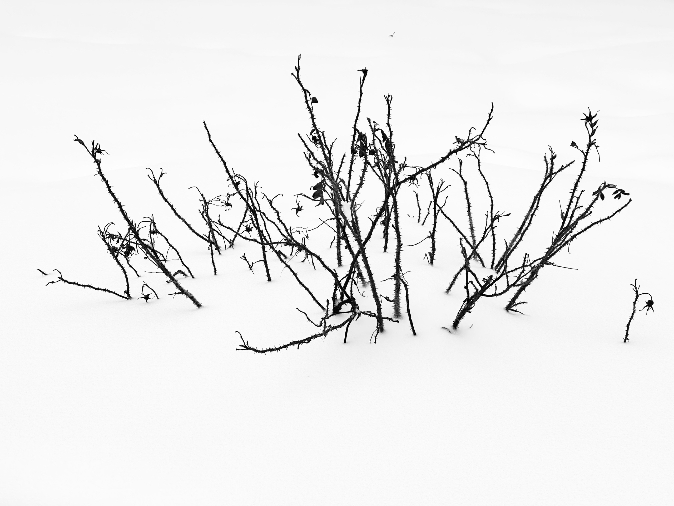 Чёрно-белая зима 25-26. Фотосессии и репортаж — Фотограф в Москве — Рина Серёгина