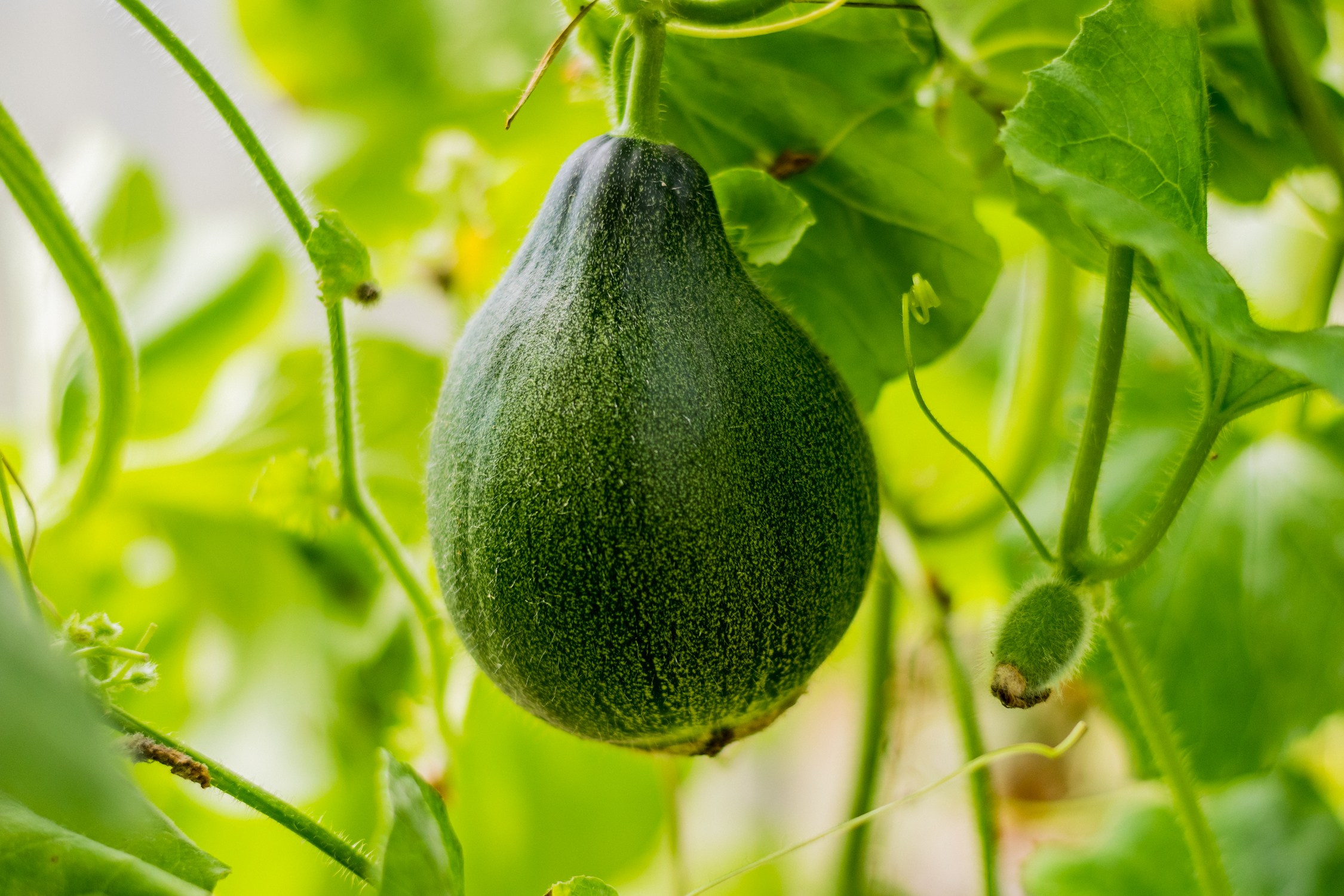 Антон Курдюмов фотограф в Хабаровске Рина Курдюмова фото27 foto27 Антон Дорофеев репортажный репортаж документалист Тони и Рина фотосоздатели Виноградники Хехцир 2024 Хабаровск виноград дикий фермер фермерство дачный сезон