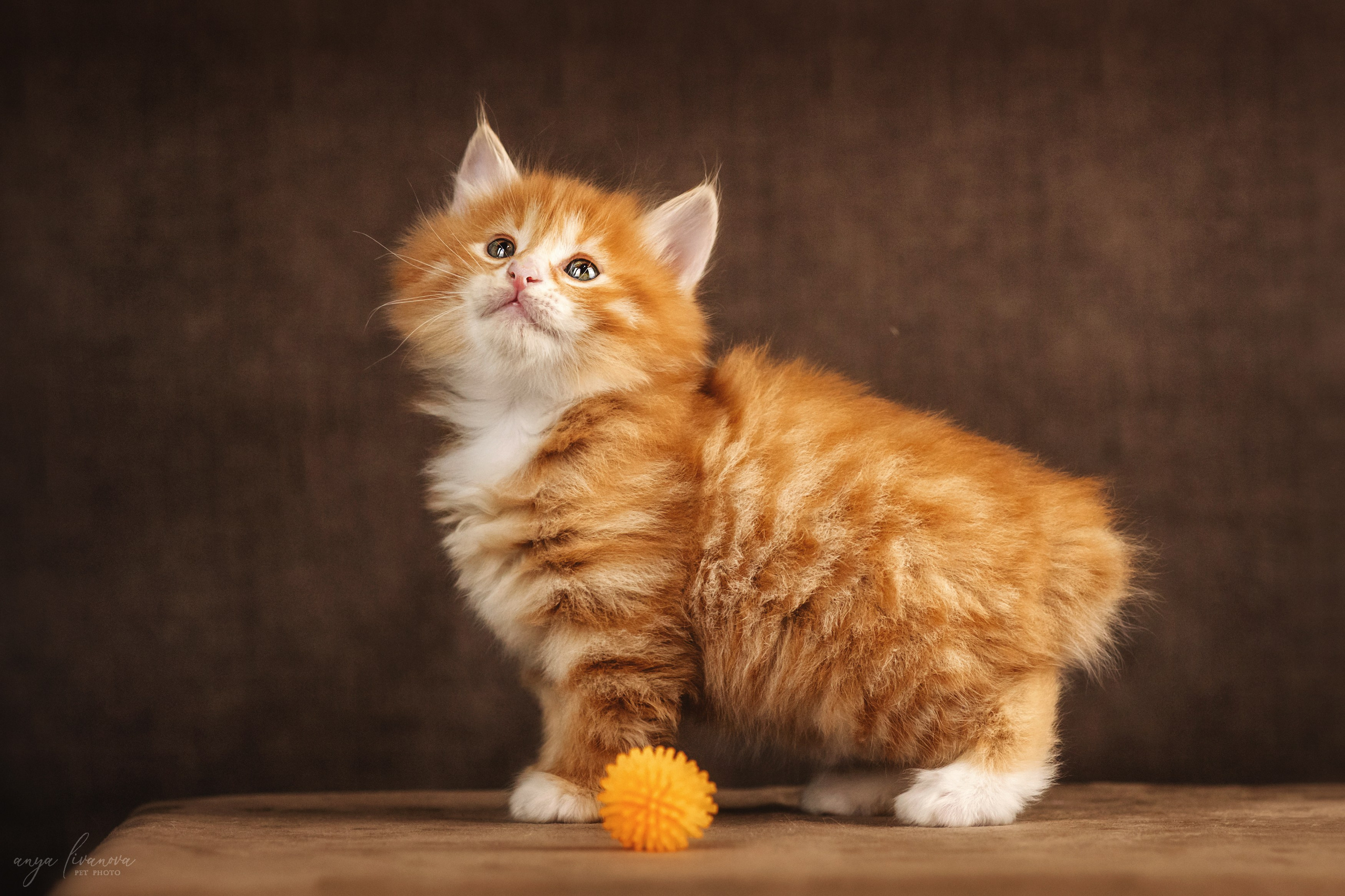 Курильские бобтейлы. Фотограф анималист Аня Ливанова | Рыбинск