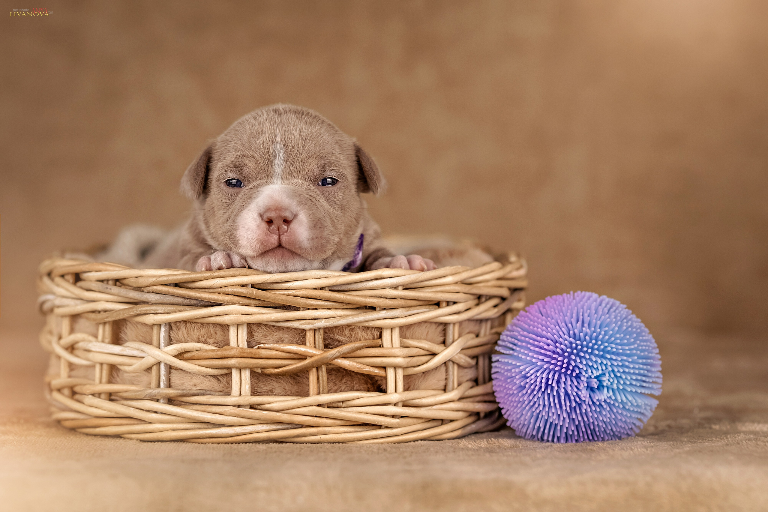 Амбулли. Фотограф анималист Аня Ливанова | Рыбинск