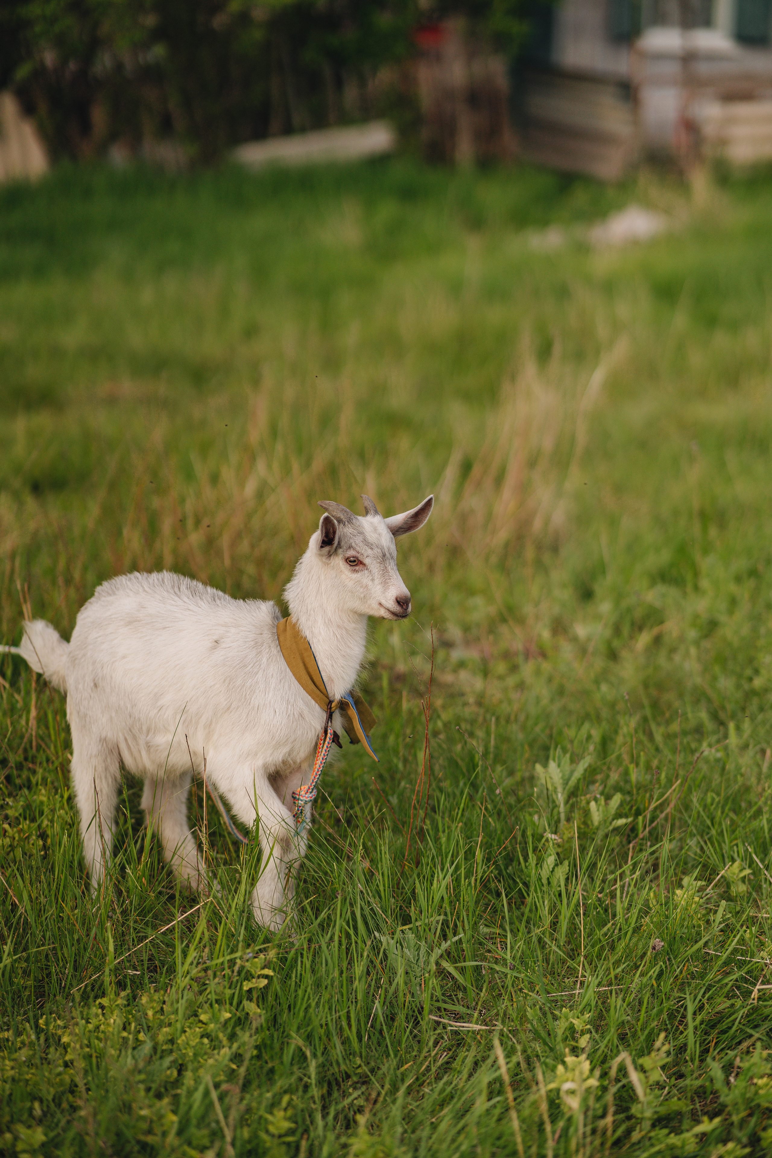 Анна | Съемка в деревенском стиле. Фотограф Карина Шмулёва. Воронеж и область