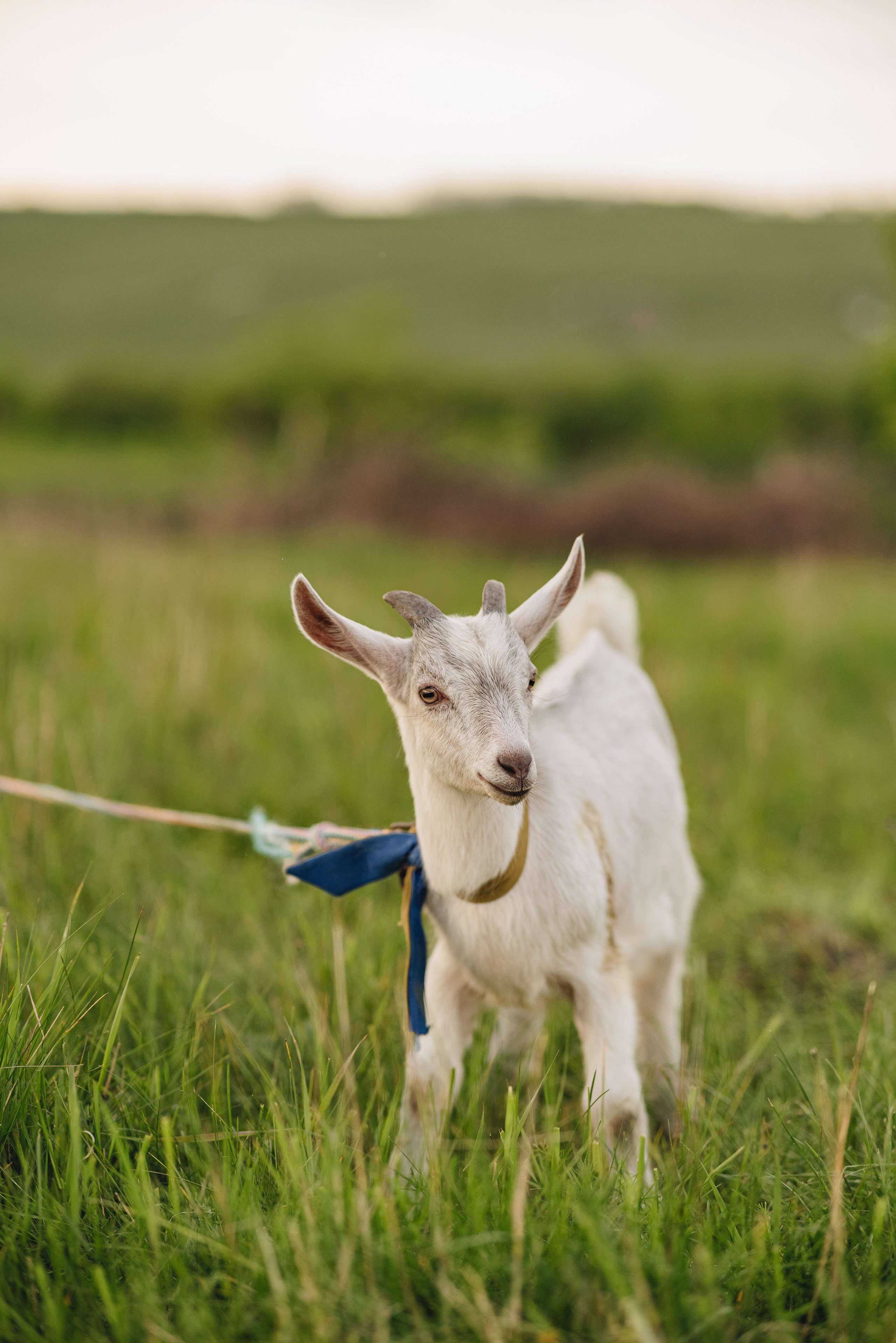 Анна | Съемка в деревенском стиле. Фотограф Карина Шмулёва. Воронеж и область