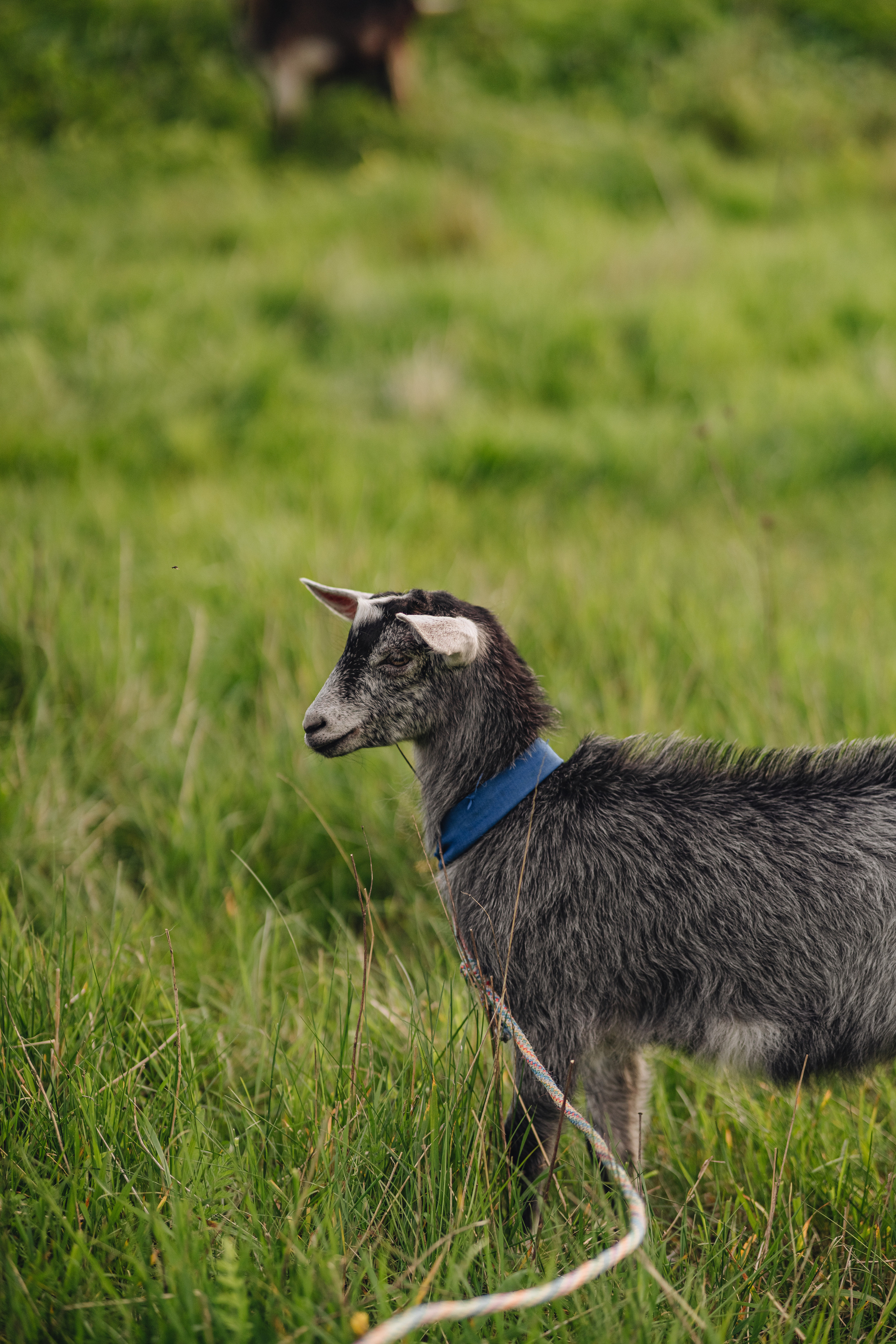 Анна | Съемка в деревенском стиле. Фотограф Карина Шмулёва. Воронеж и область