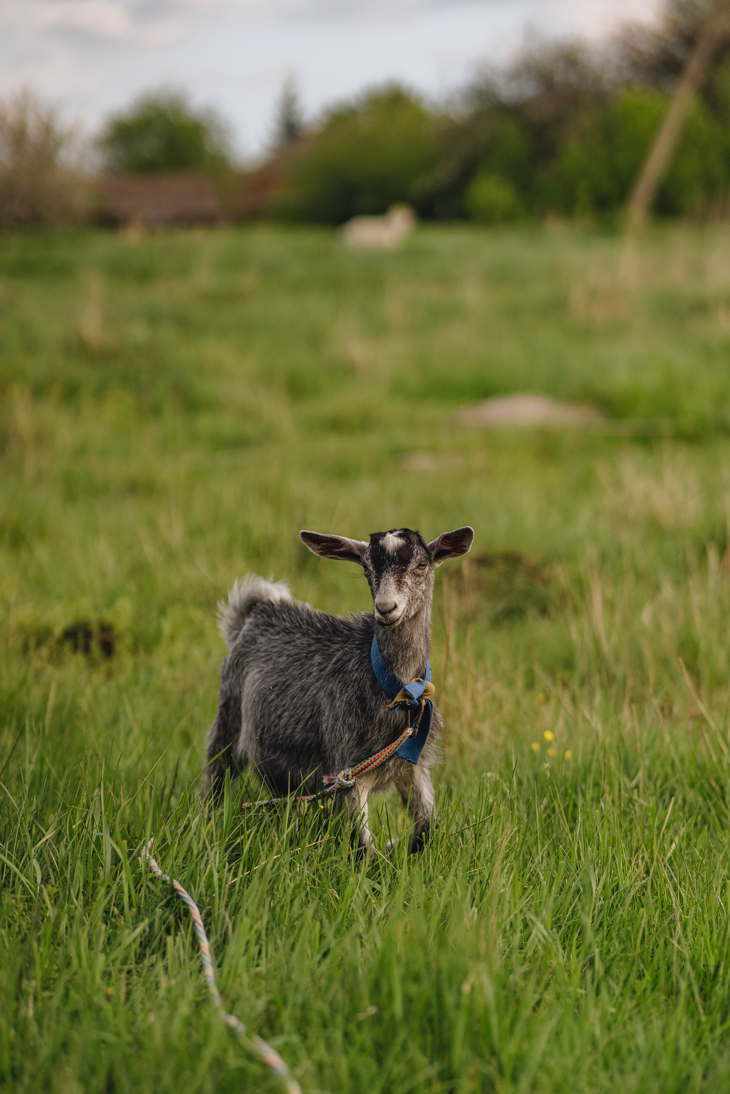 Анна | Съемка в деревенском стиле. Фотограф Карина Шмулёва. Воронеж и область