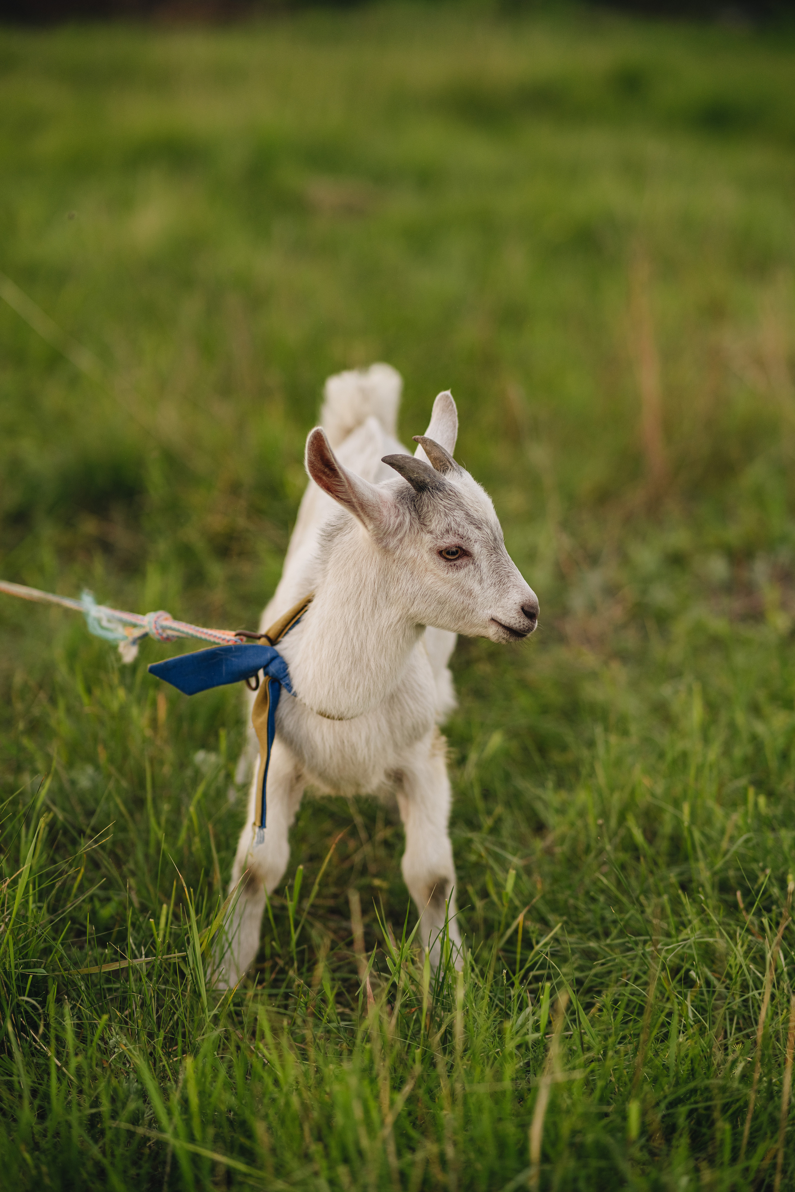 Анна | Съемка в деревенском стиле. Фотограф Карина Шмулёва. Воронеж и область